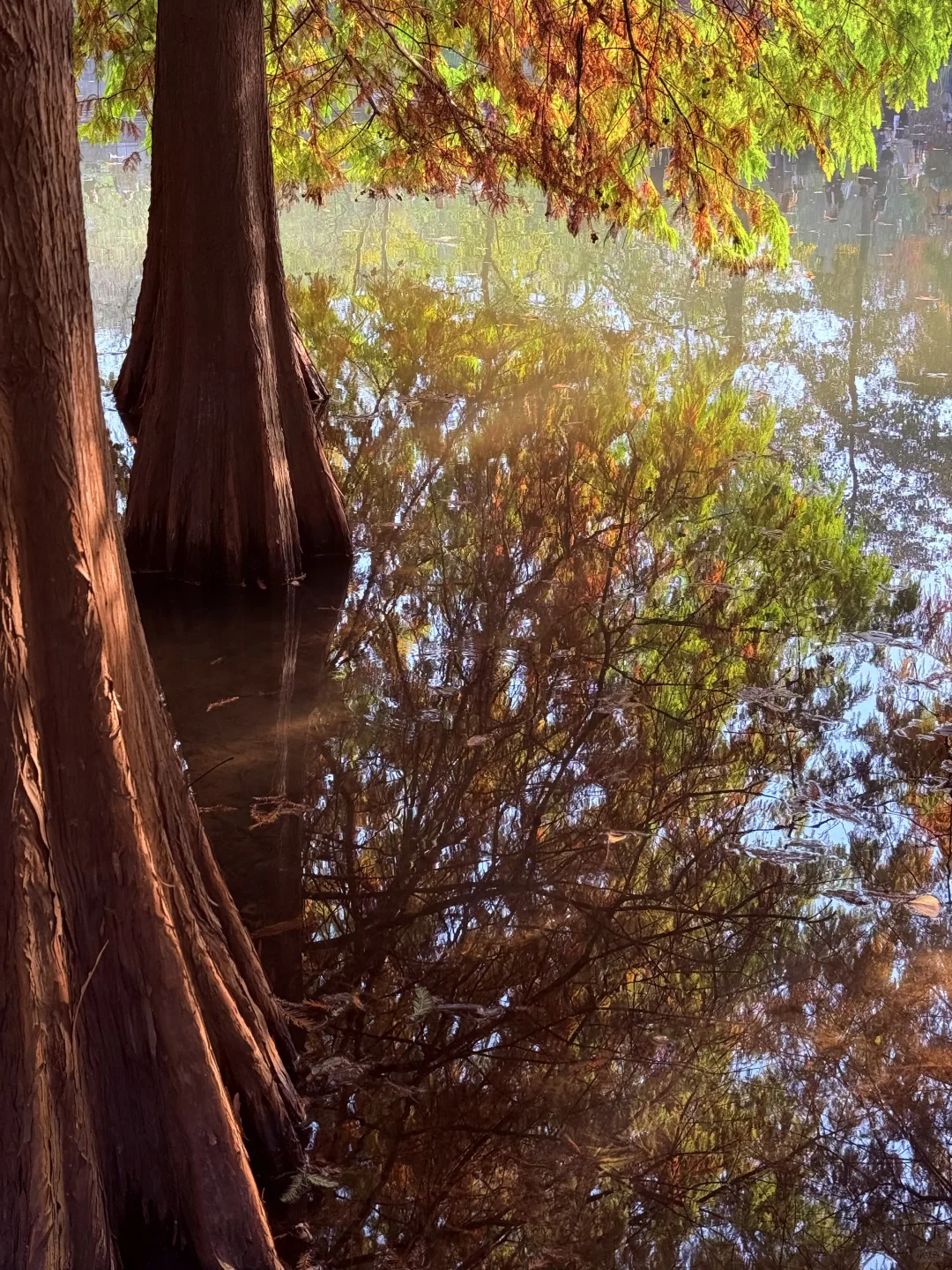 迷失在南京盛大的秋天里