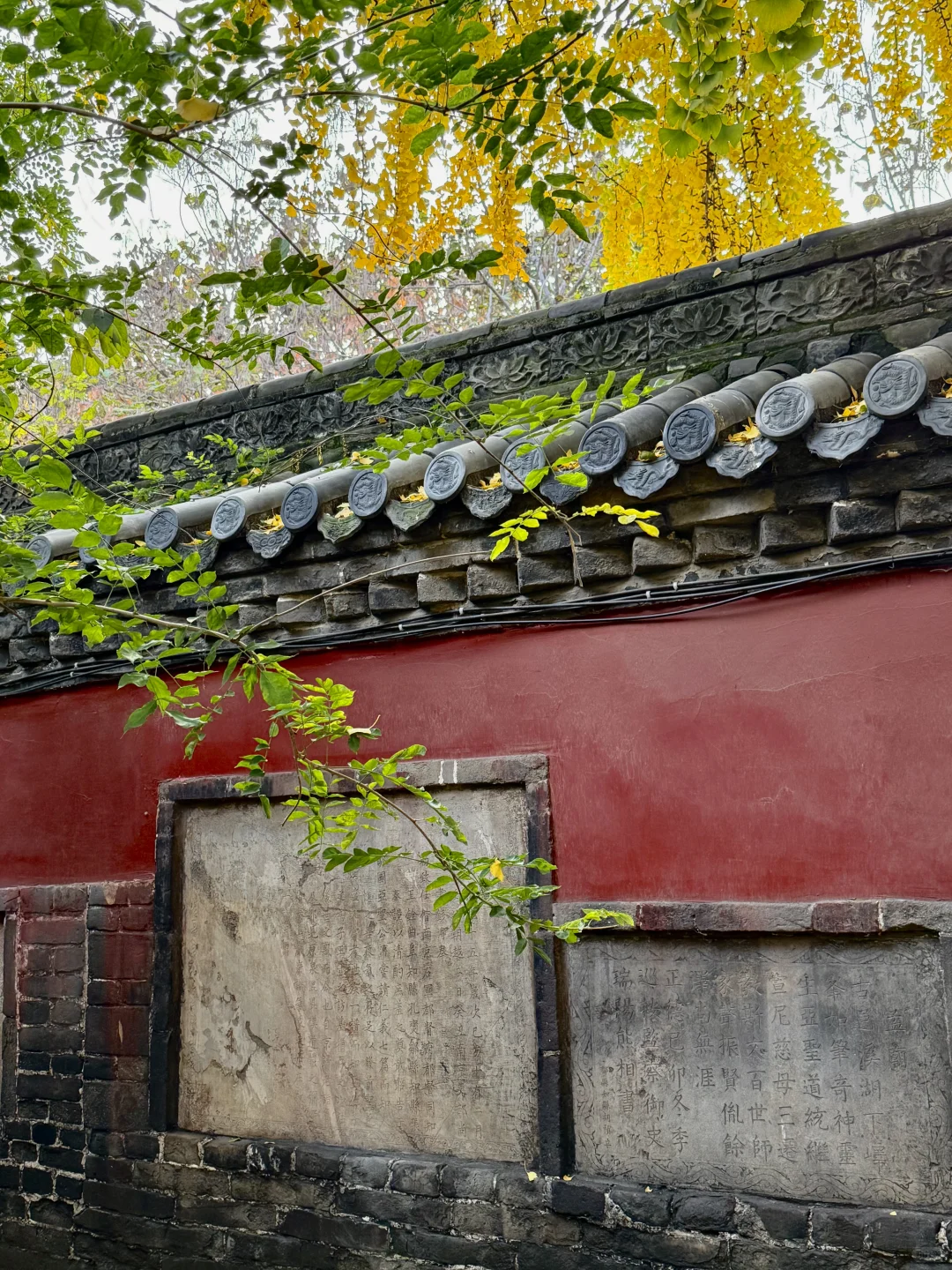 邹城｜秋日🍂小城香气