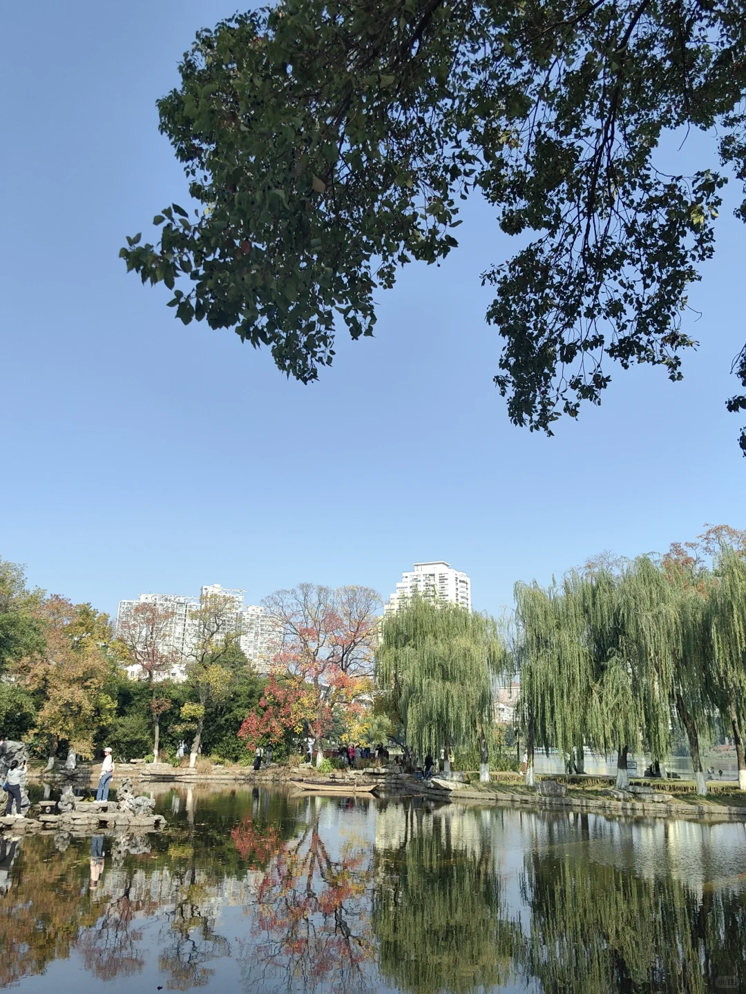 11/13，莫愁湖，乌桕实拍，还有天鹅和猫