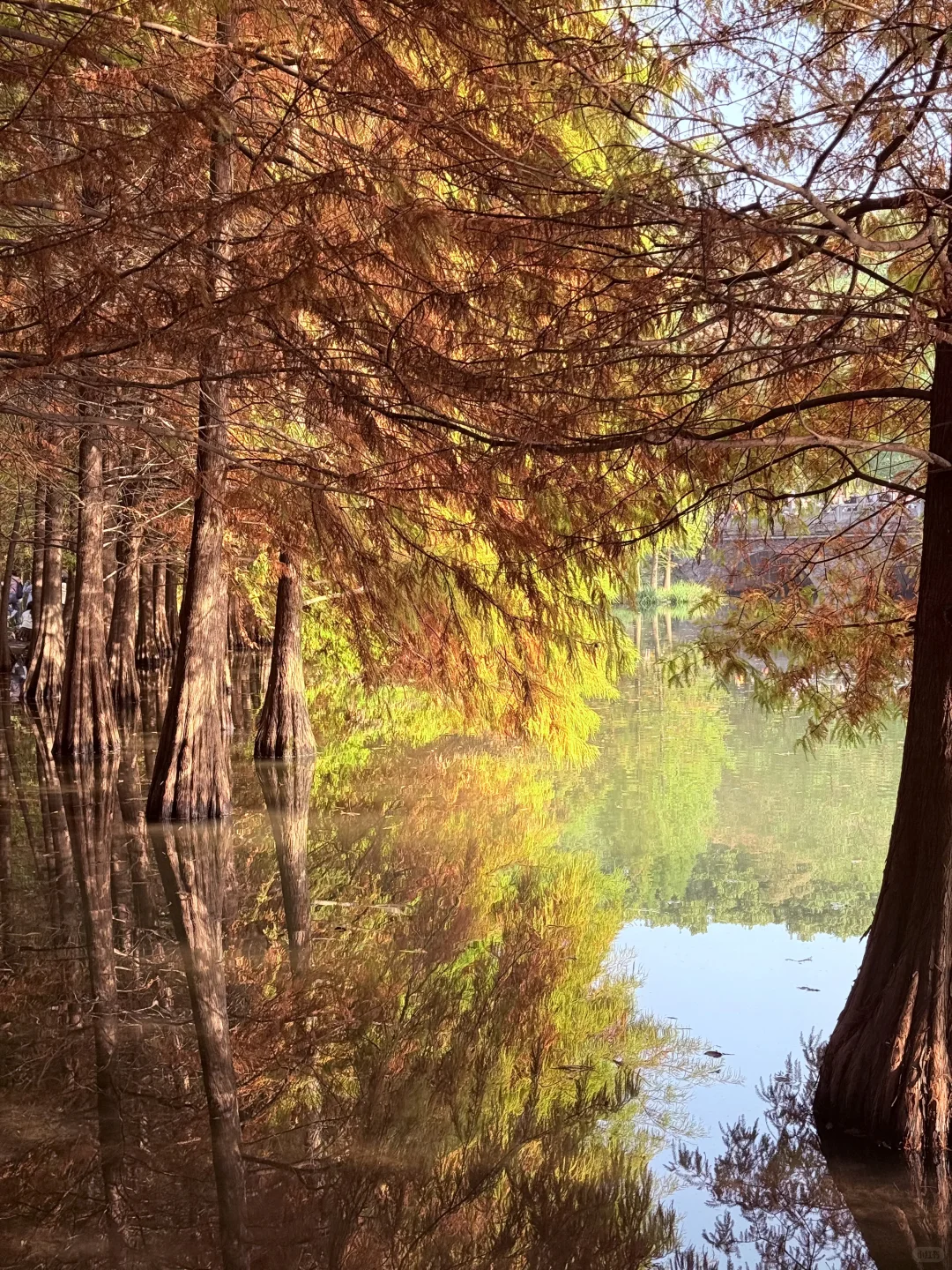 迷失在南京盛大的秋天里