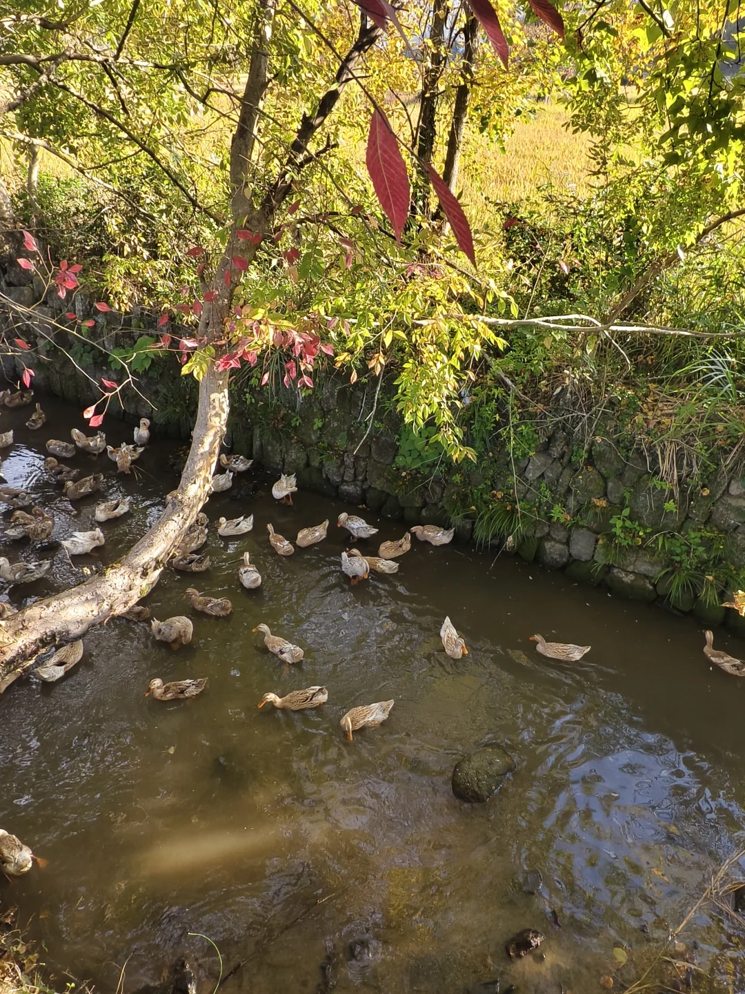 塔川的秋色美翻天～手机原图直出