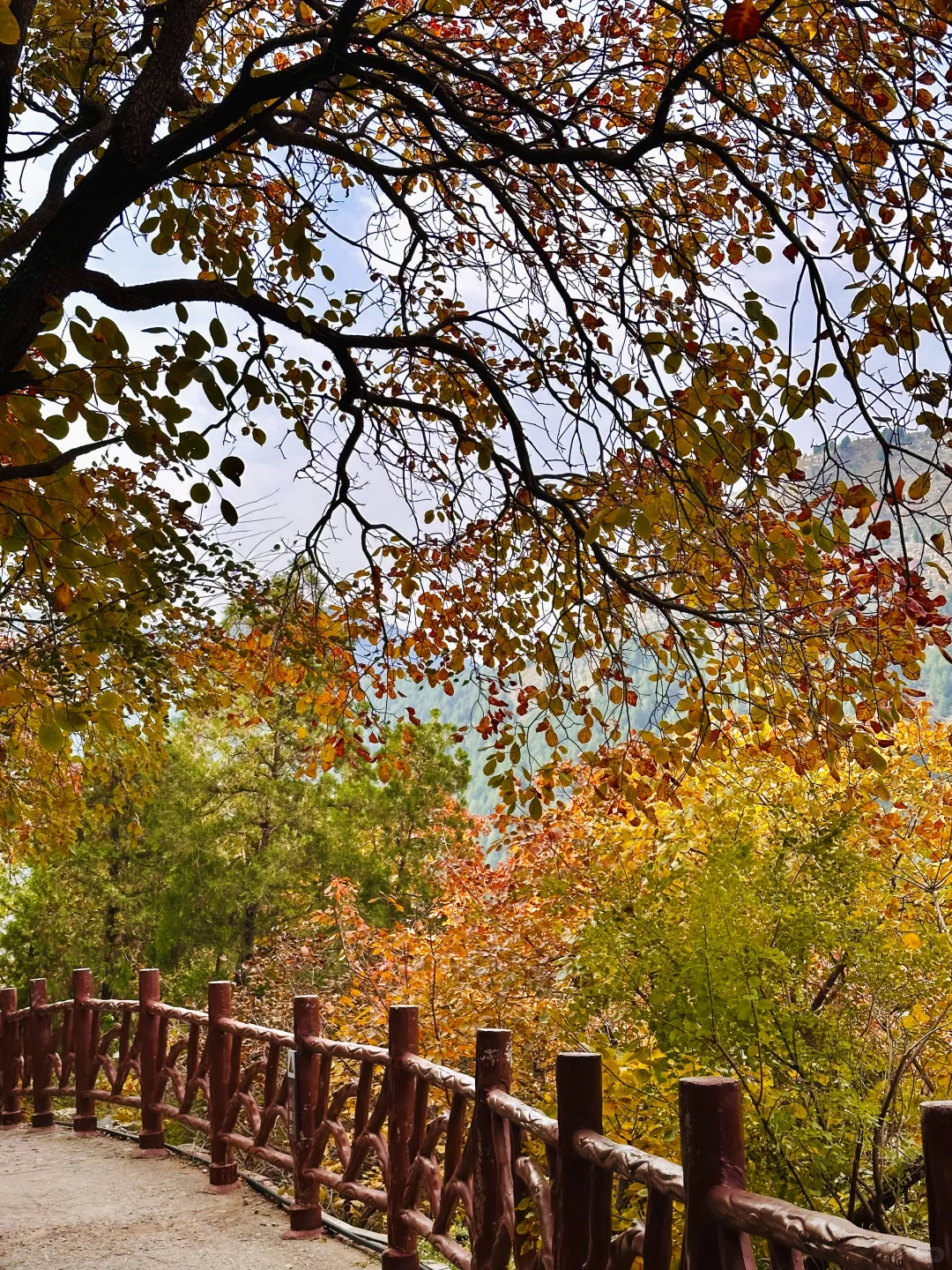 10.27实况！！石门坊红叶浓度已达99.999%