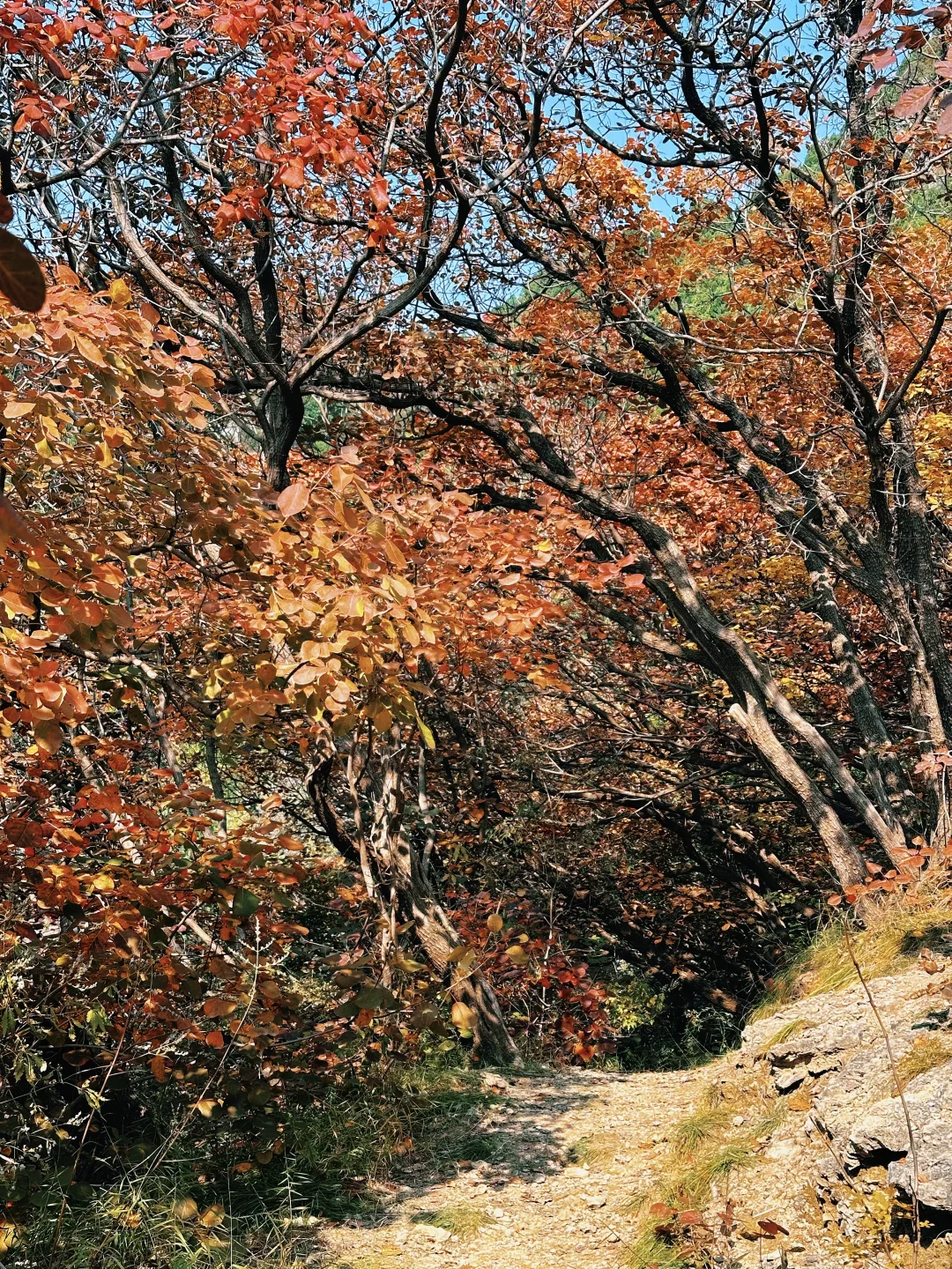 10.27实况！！石门坊红叶浓度已达99.999%