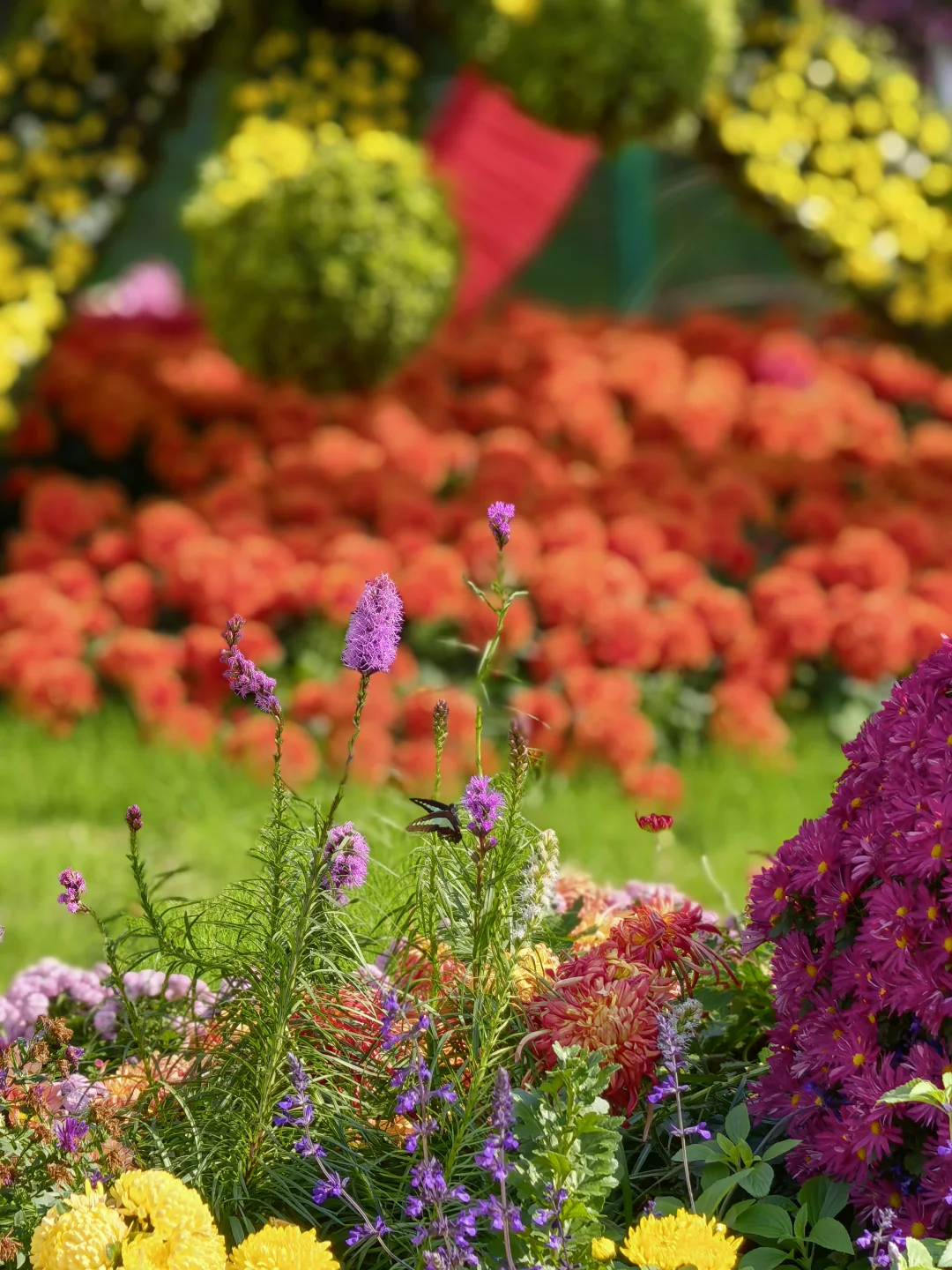 共青森林公园菊花展赏玩全攻略