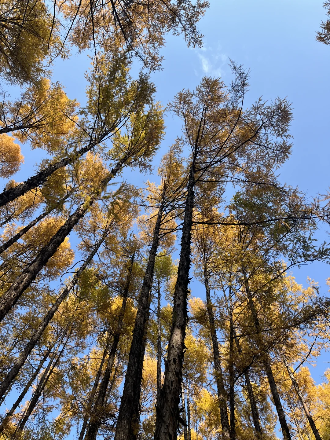 这里‼️ 所有的故事都围绕着“最北”展开