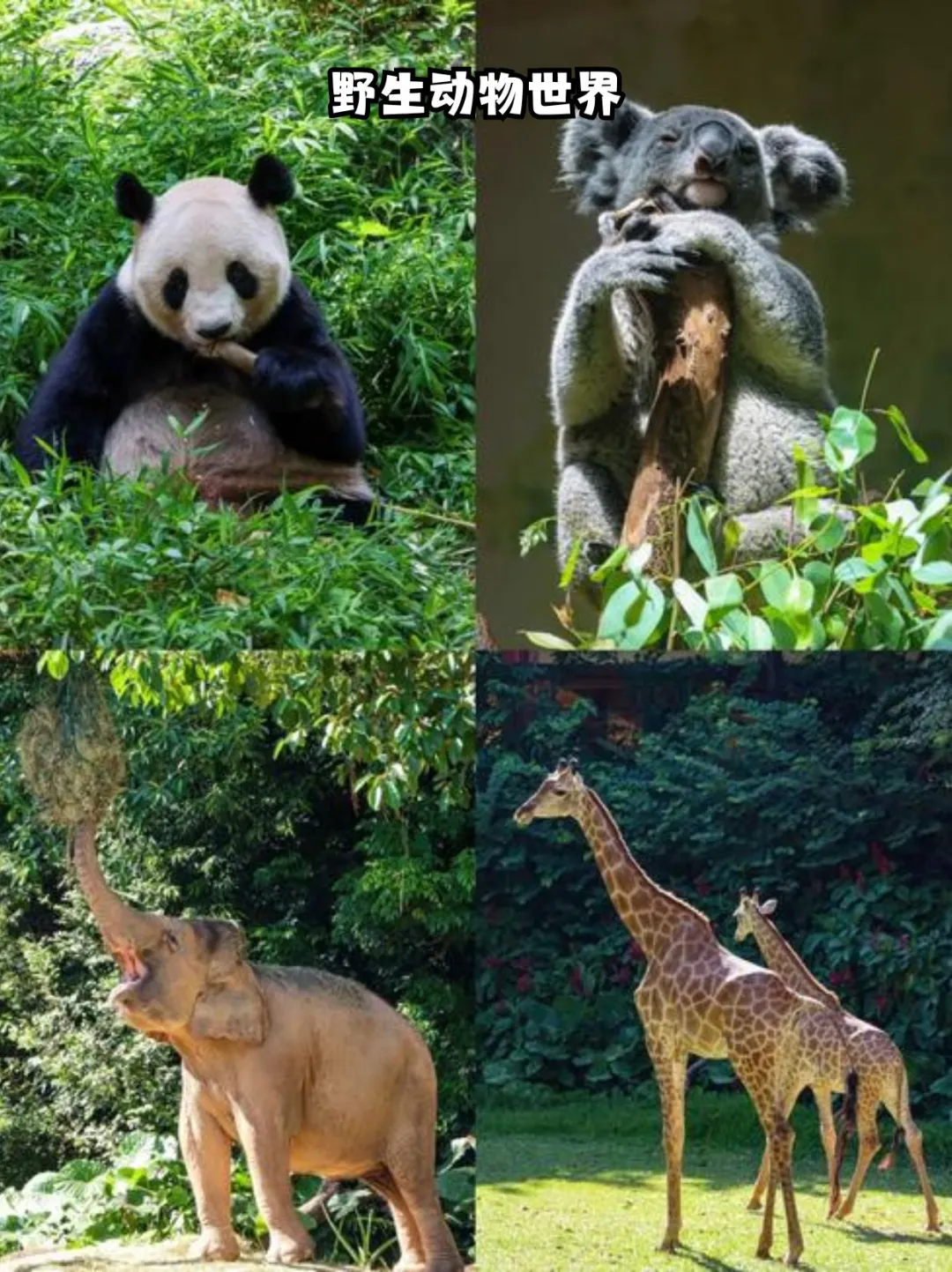 限时福利｜双人玩广州长隆三园，住熊猫酒店