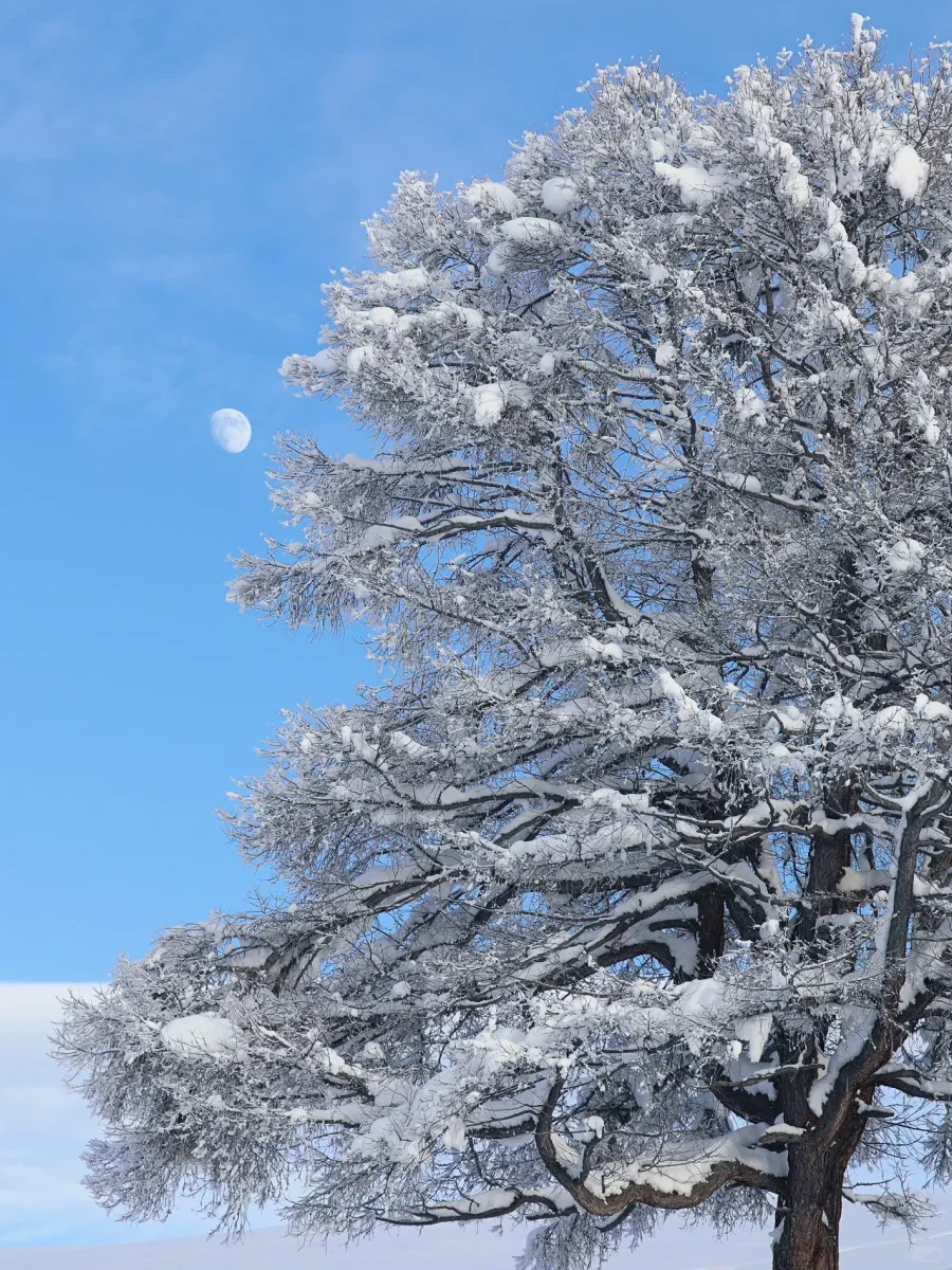 3k+超值 ❗ 最适合年轻人的阿勒泰小团
