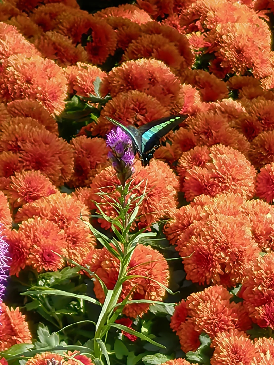 共青森林公园菊花展赏玩全攻略