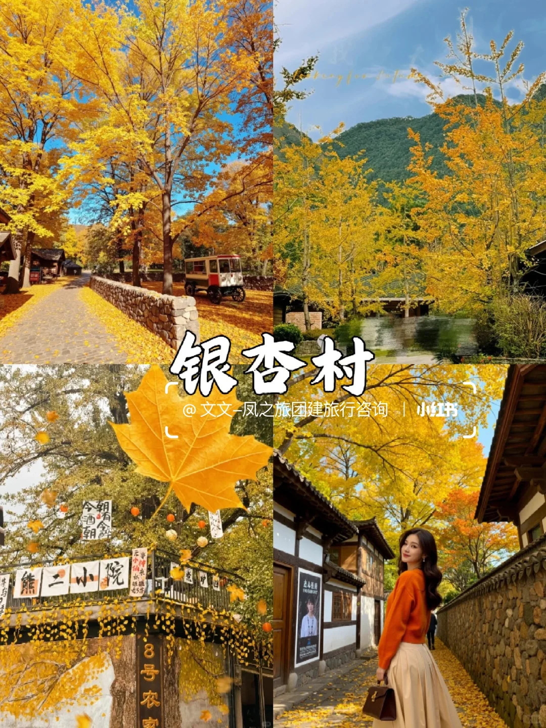 云南腾冲丨国内最美银杏古村，秋日童话世界