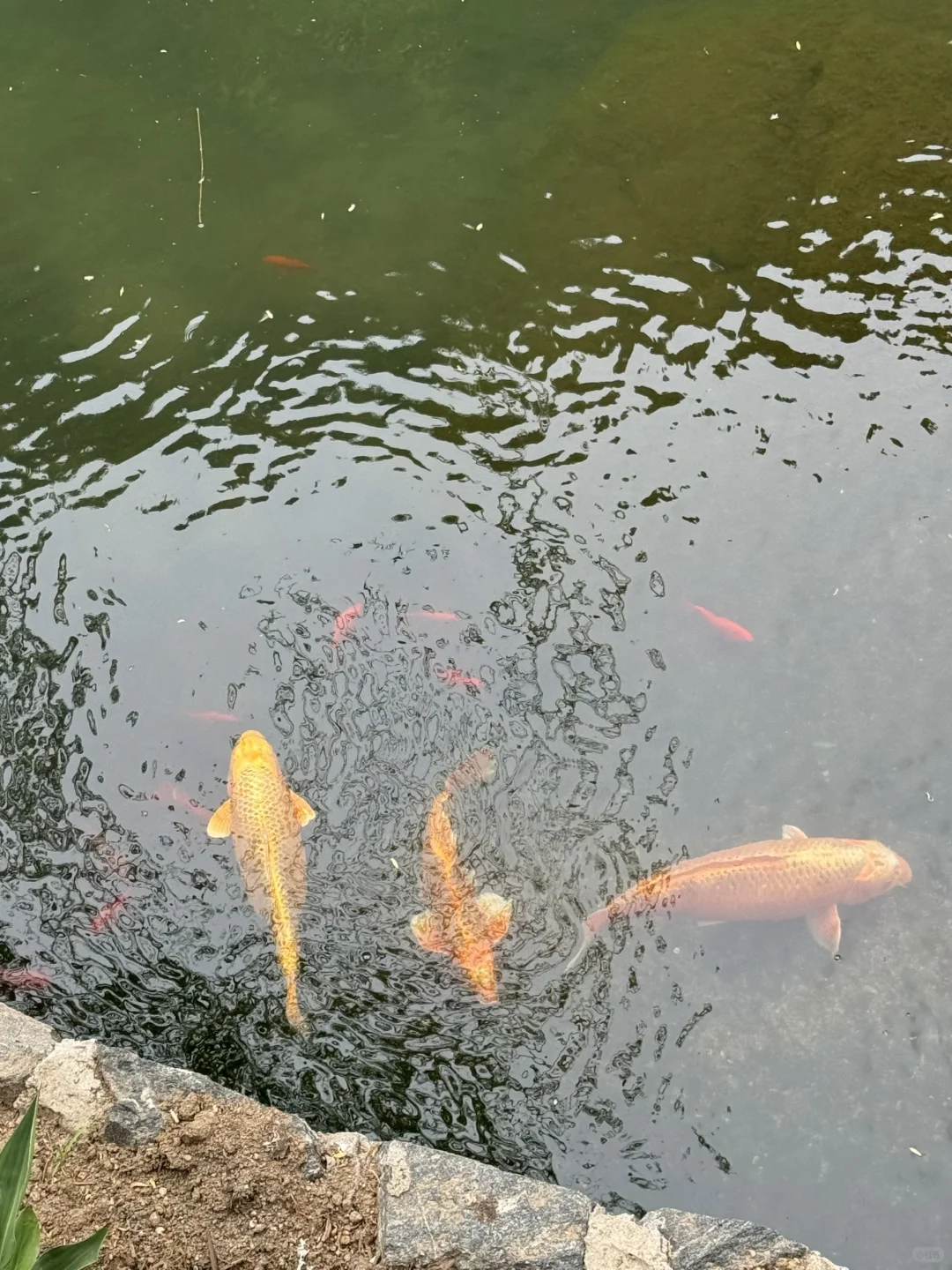🌼石家庄漫山花溪谷 | 🌟🌟