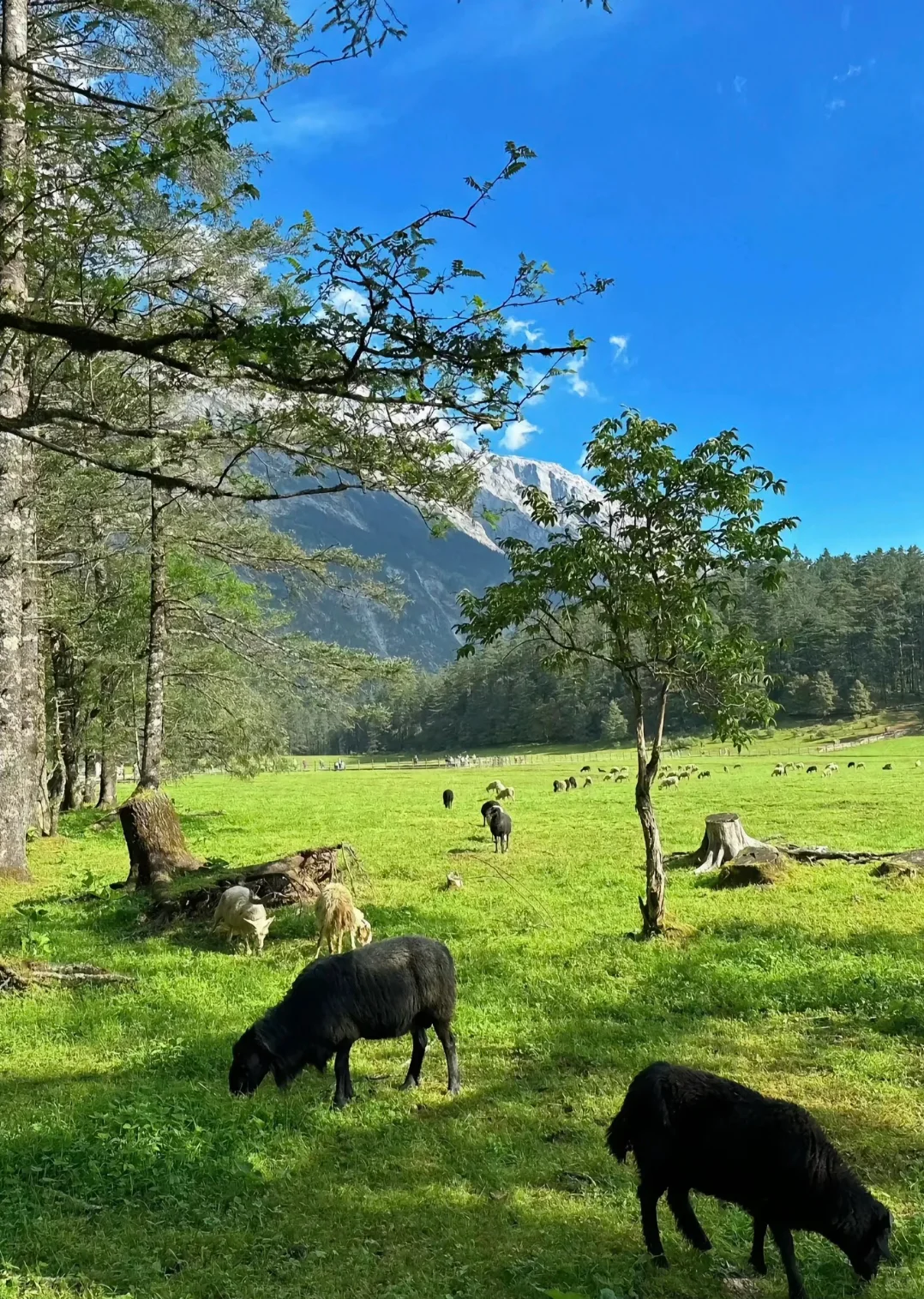 纯玩无套路‼️玉龙雪山一日游200+一价全含