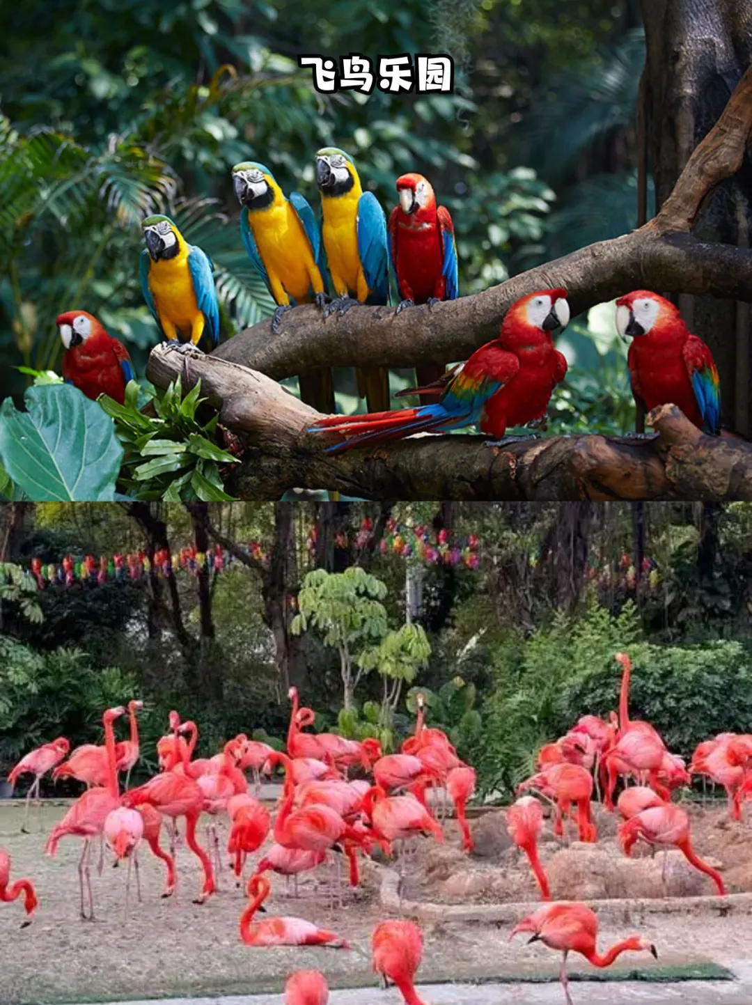 限时福利｜双人玩广州长隆三园，住熊猫酒店