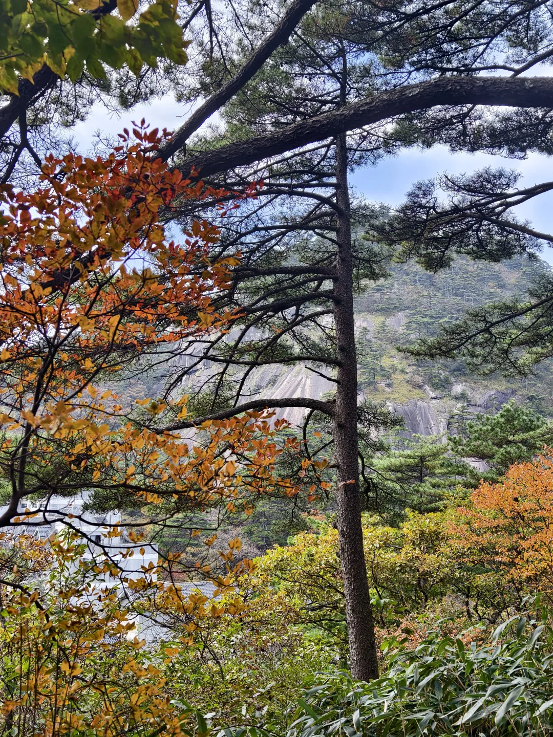 11.2的黄山可太美了