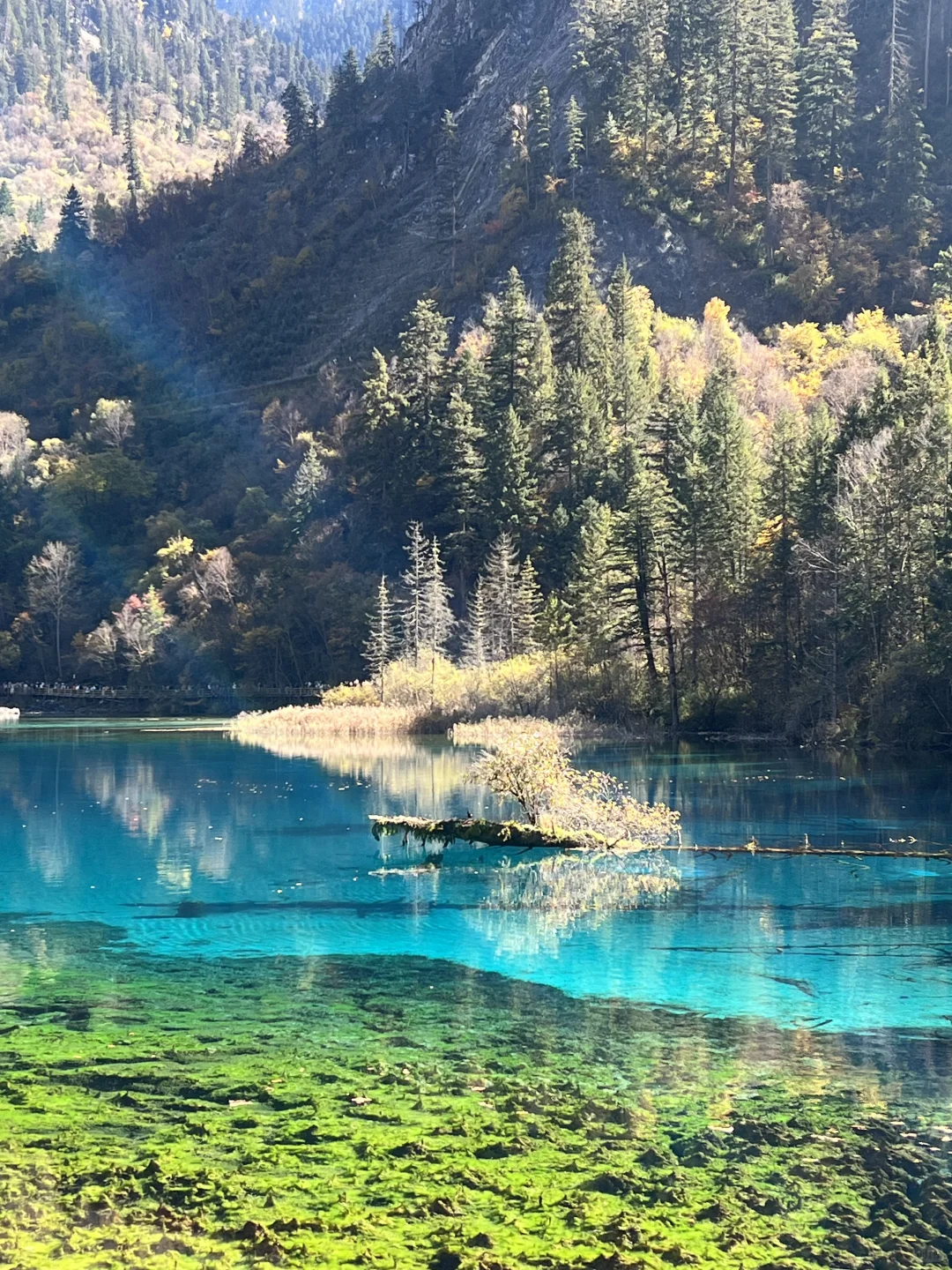 11.4九寨沟很美 但此生不会再去第二次🍂