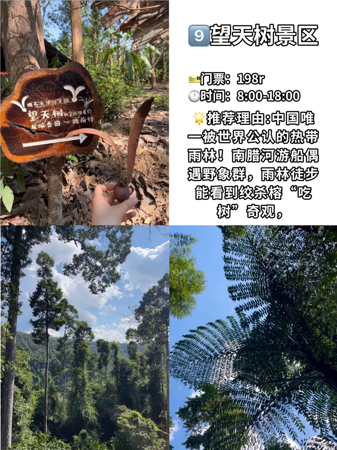 🌟 版纳必打卡9大景点|一定要体验一下