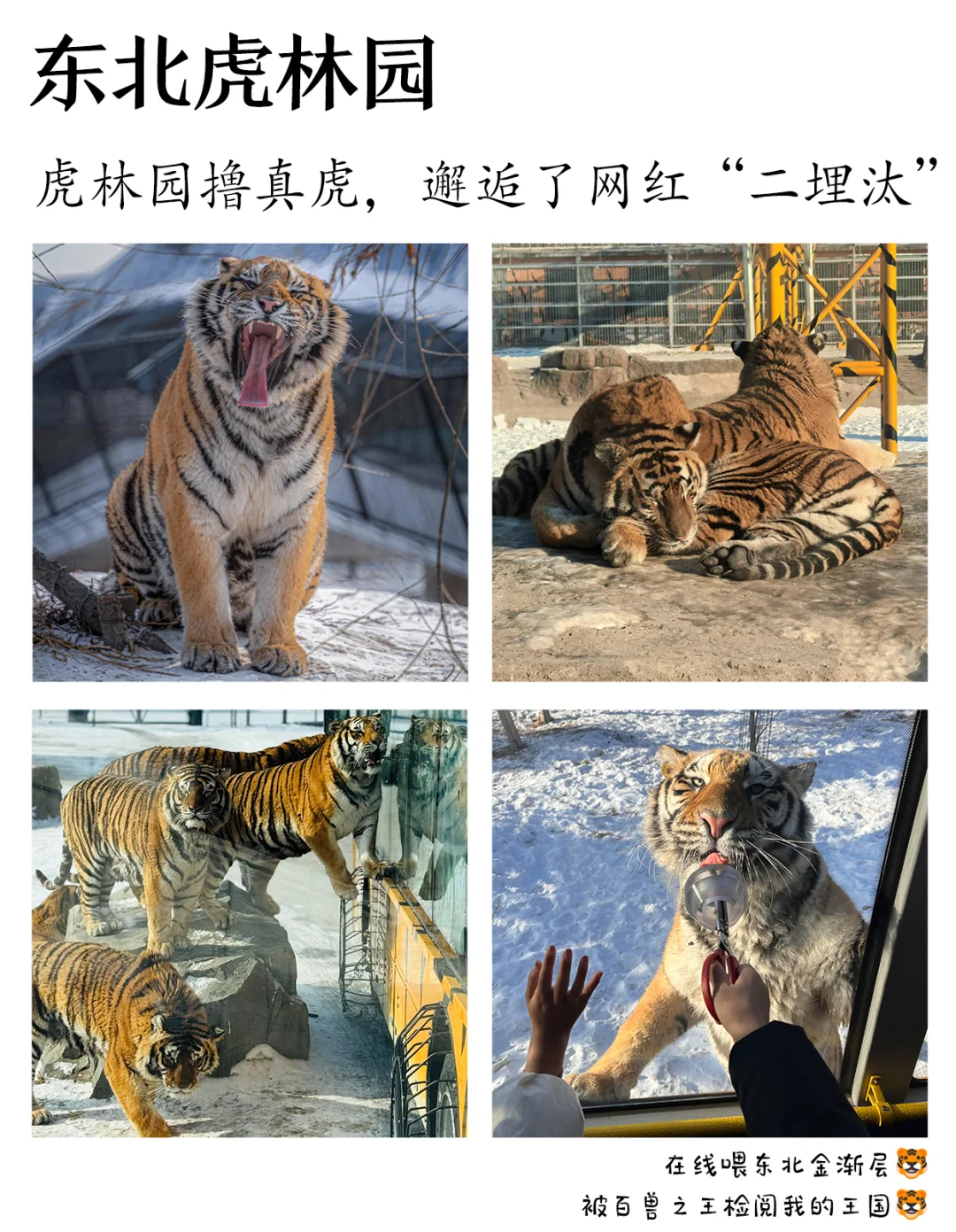 东北旅游|6天5晚❄️2～8人纯玩💰人均2K