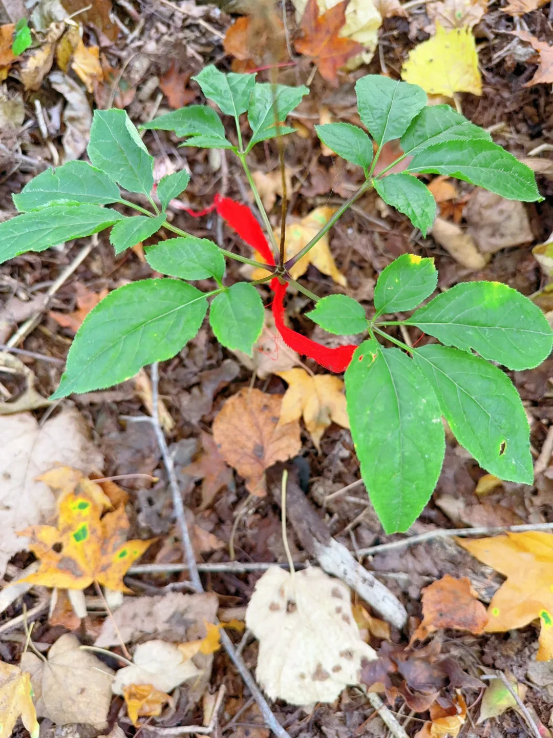 带娃勇闯东北之9️⃣长白山二道白河玩一天