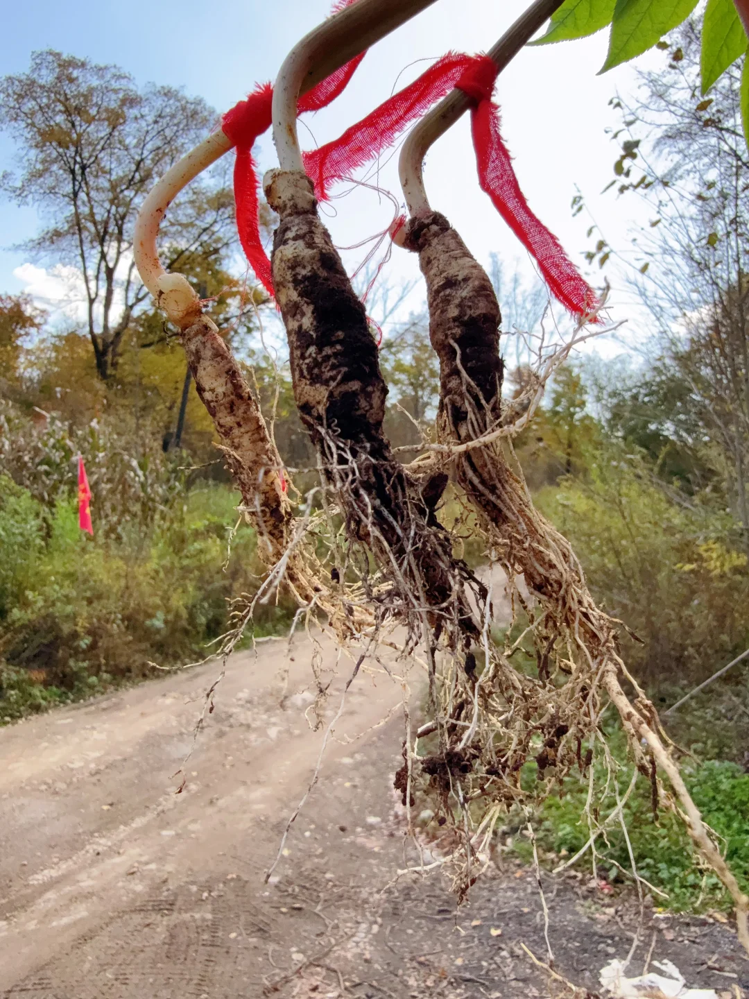 带娃勇闯东北之9️⃣长白山二道白河玩一天