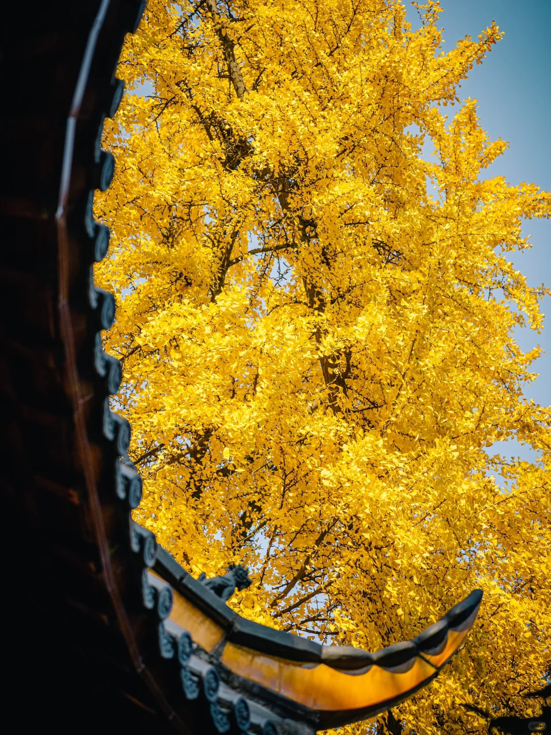不出合肥，也能拍到很美的银杏景色！