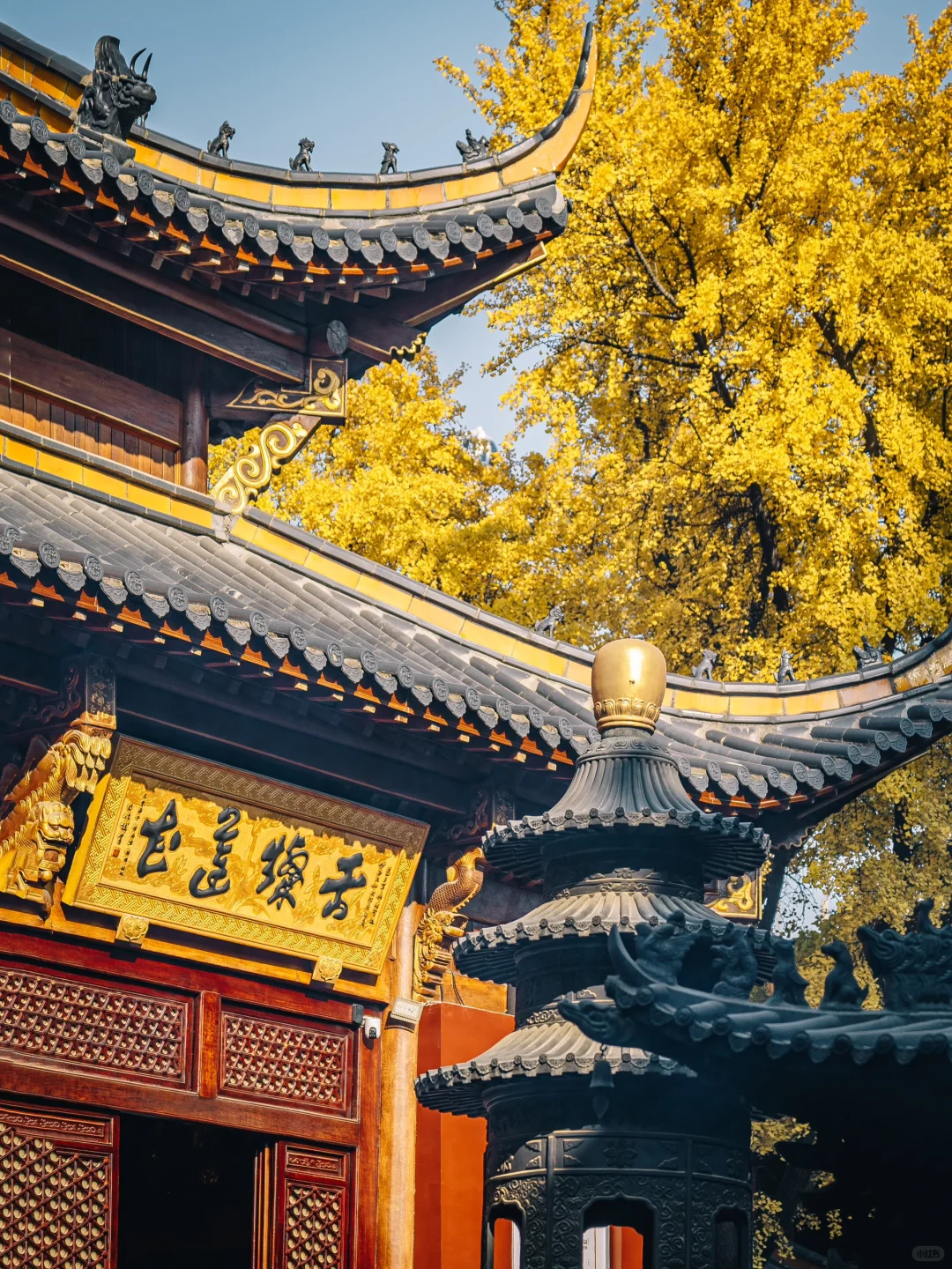 不出合肥，也能拍到很美的银杏景色！