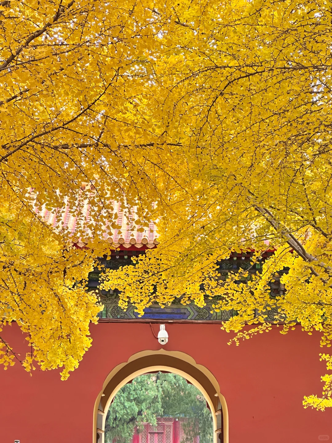 北京的秋还没结束！本周9️⃣个公园赏秋依然美