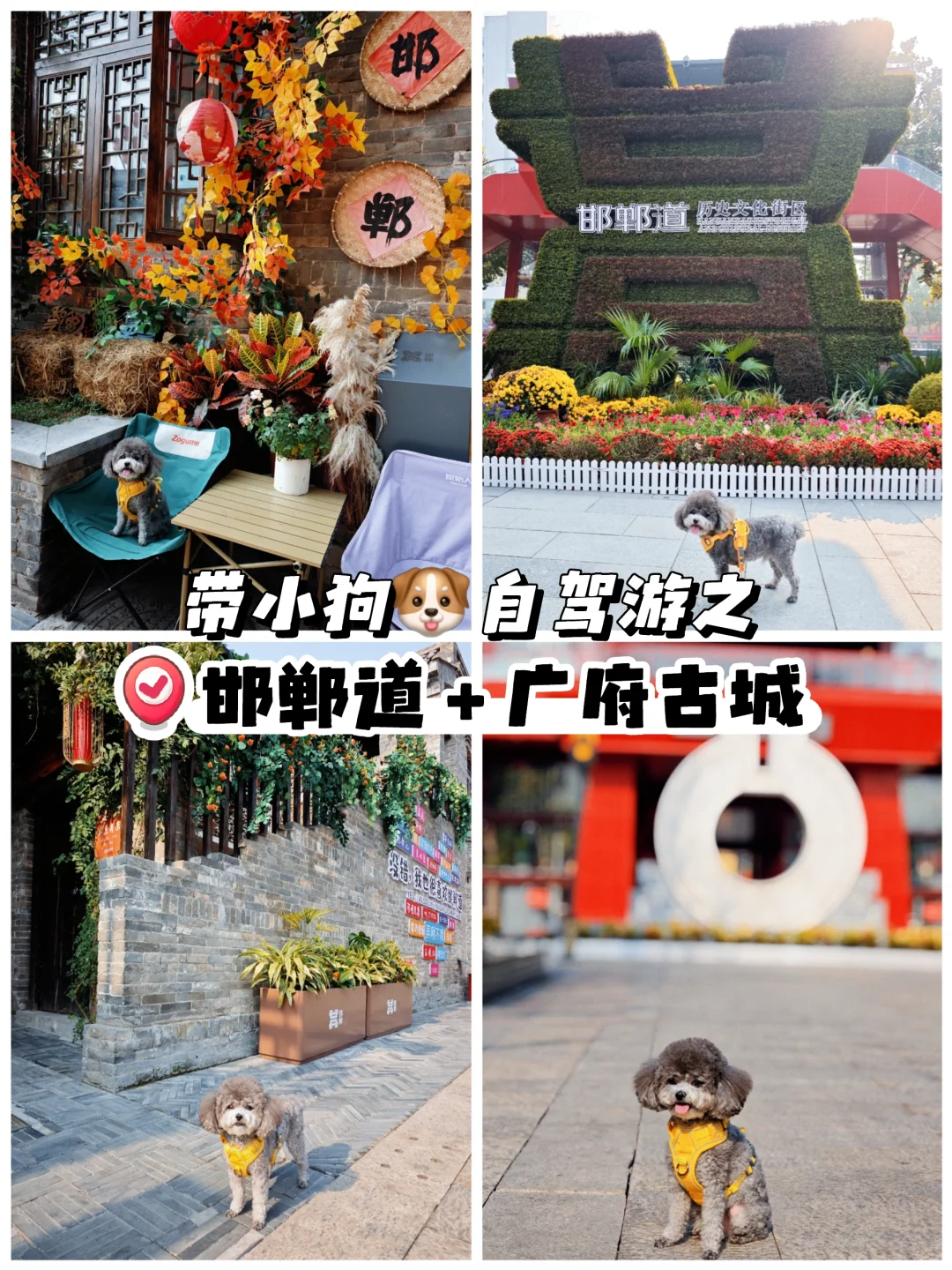 带狗🐶自驾邯郸 | citywalk的一天