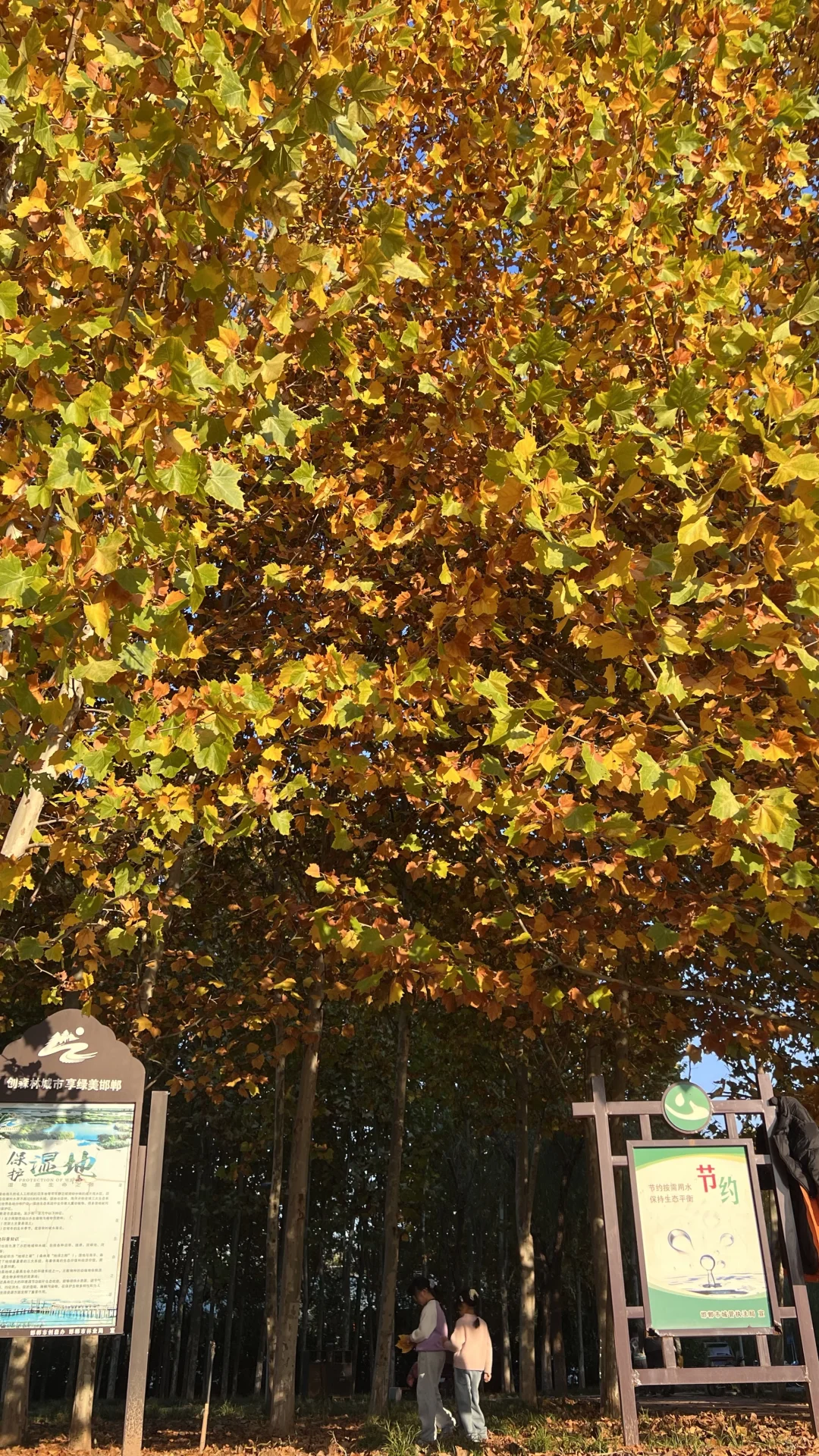 🍂邯郸秋日漫步