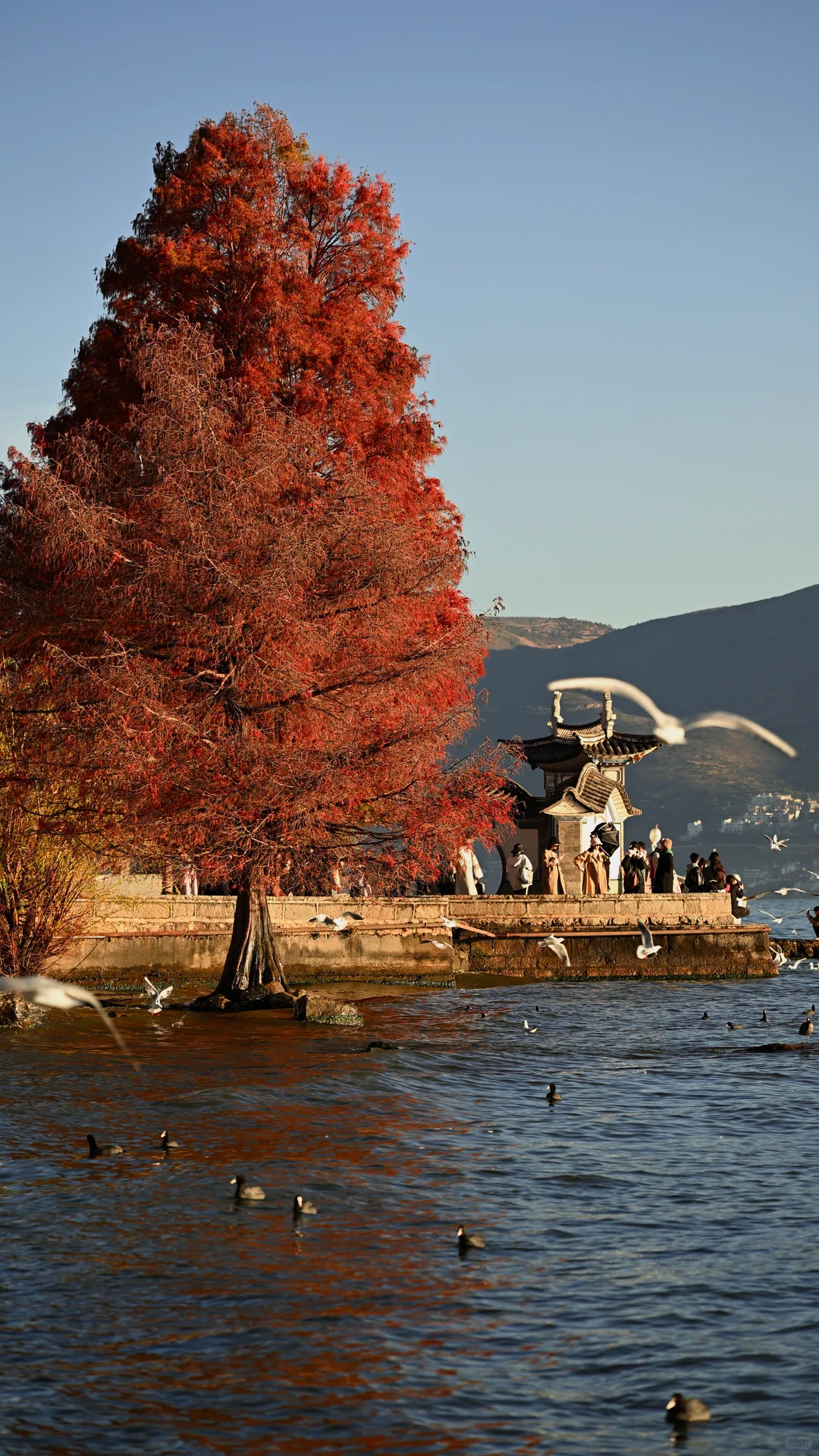 迄今为止最喜欢的秋日旅行地🍂大理两日攻略