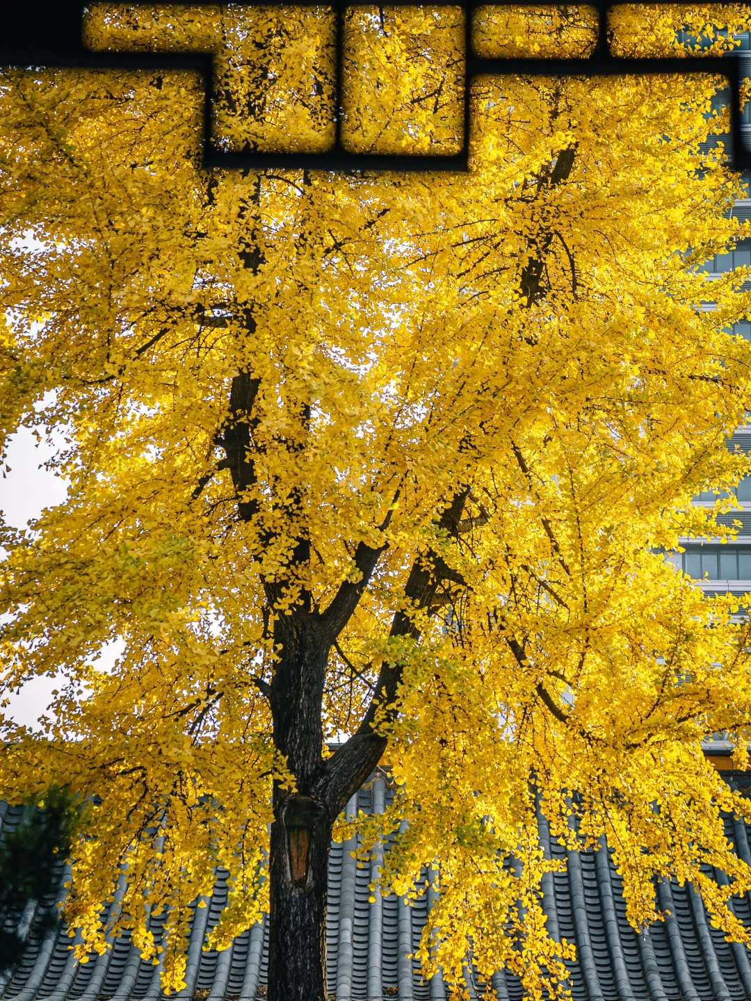 不出合肥，也能拍到很美的银杏景色！