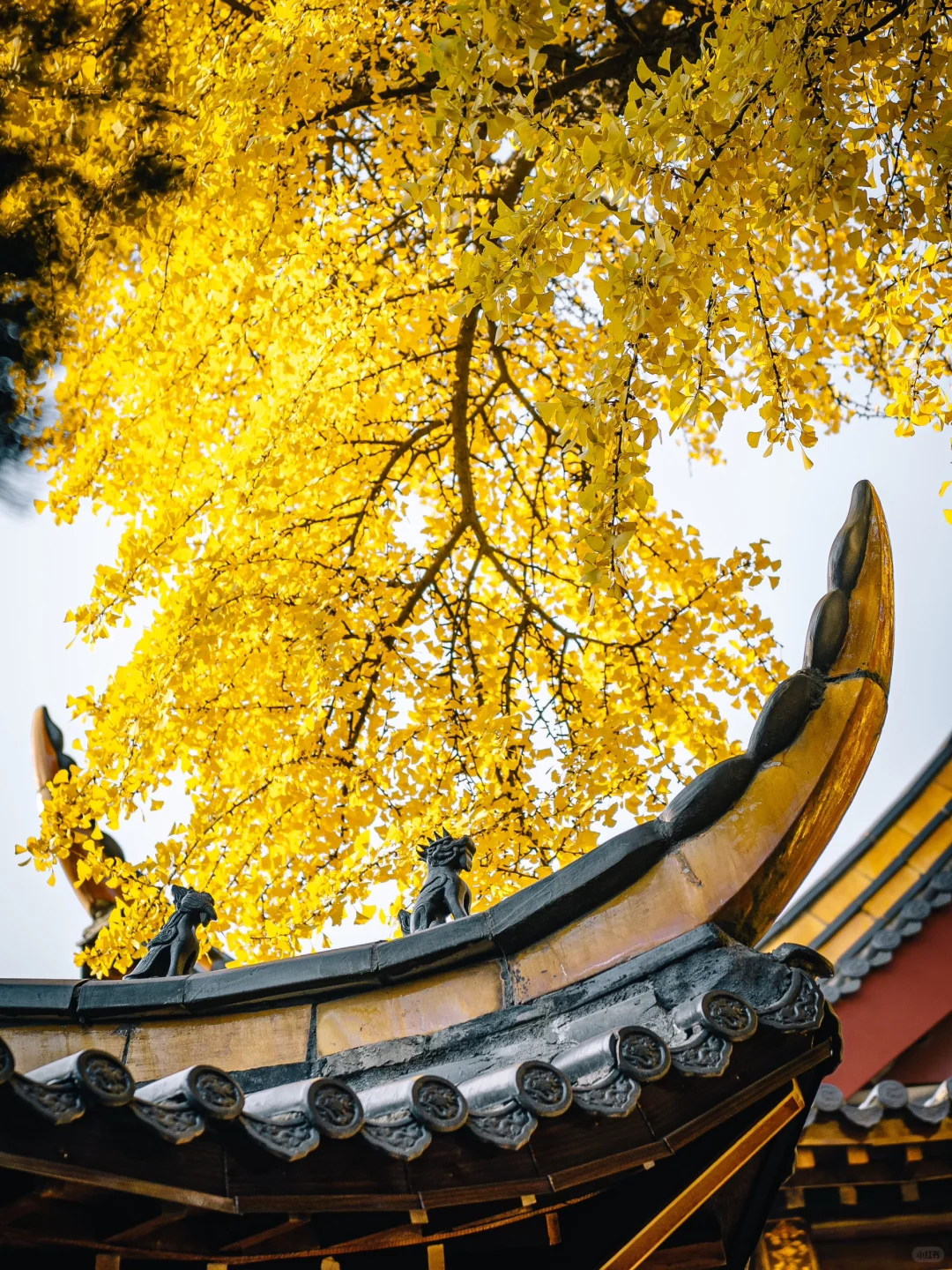 不出合肥，也能拍到很美的银杏景色！