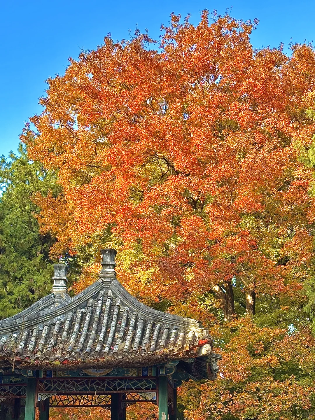 北京的秋还没结束！本周9️⃣个公园赏秋依然美