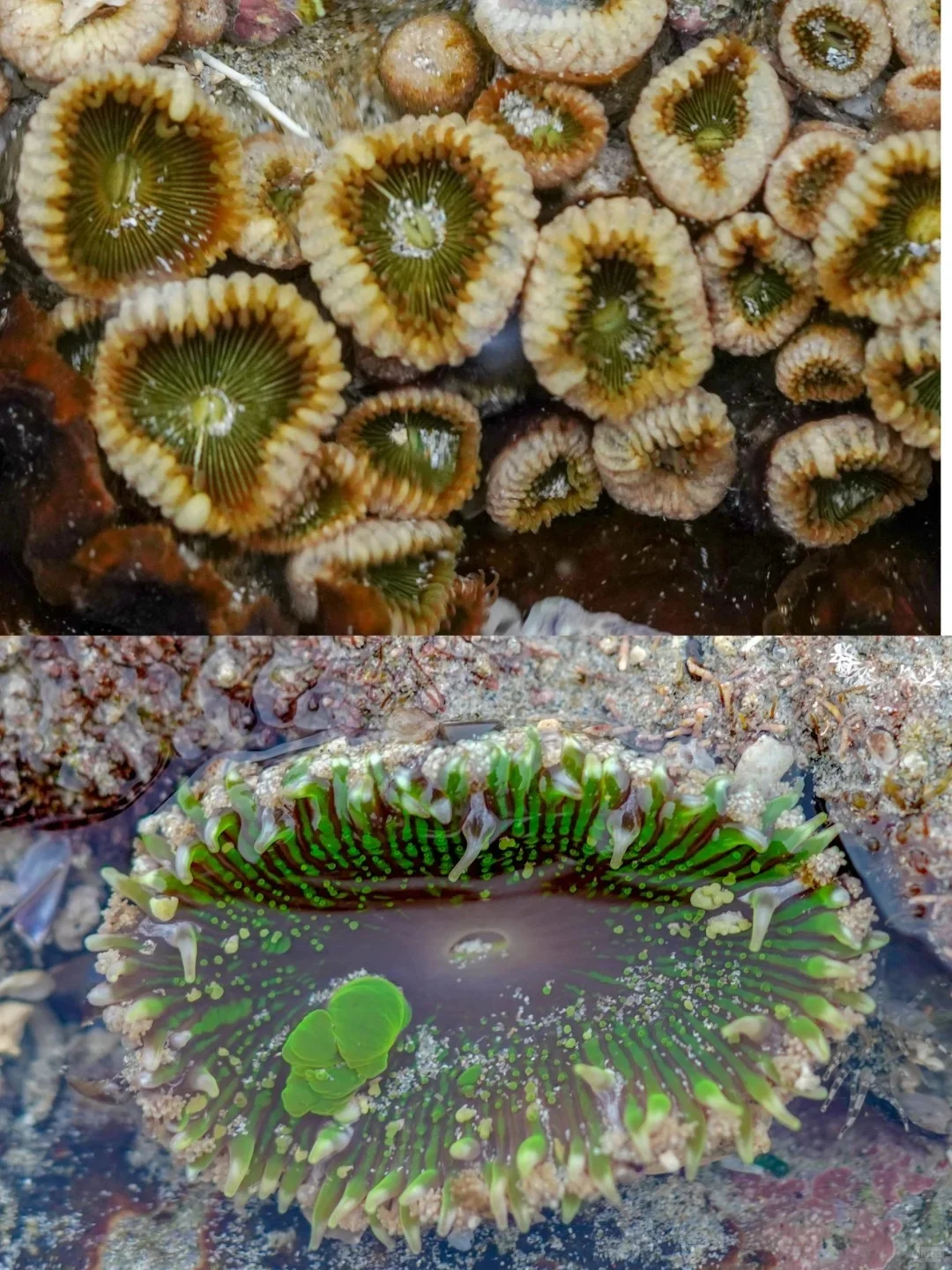 涠洲岛保姆级攻略！附赶海时间表