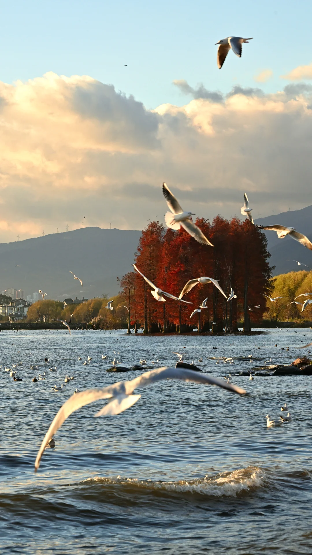 迄今为止最喜欢的秋日旅行地🍂大理两日攻略