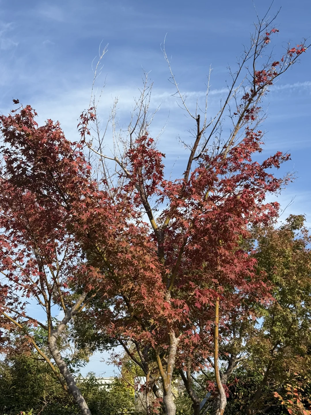 上海闵行免费景点-得丘创意园区🌳