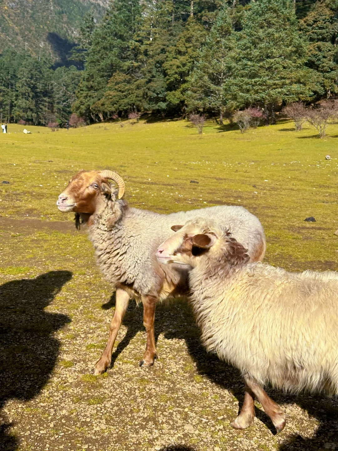 丽江玉龙雪山保姆级攻略｜4人实测踩雷&省钱