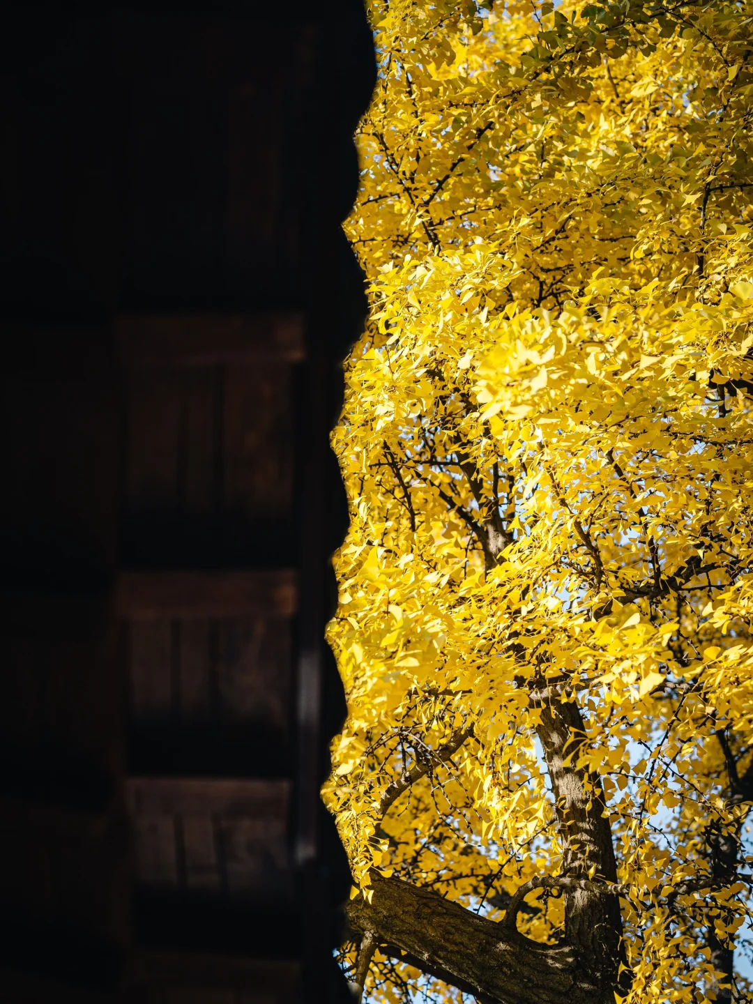 不出合肥，也能拍到很美的银杏景色！