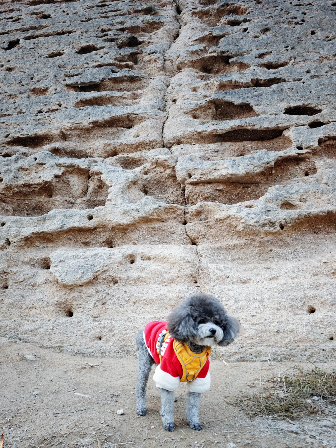 带狗🐶自驾邯郸 | citywalk的一天