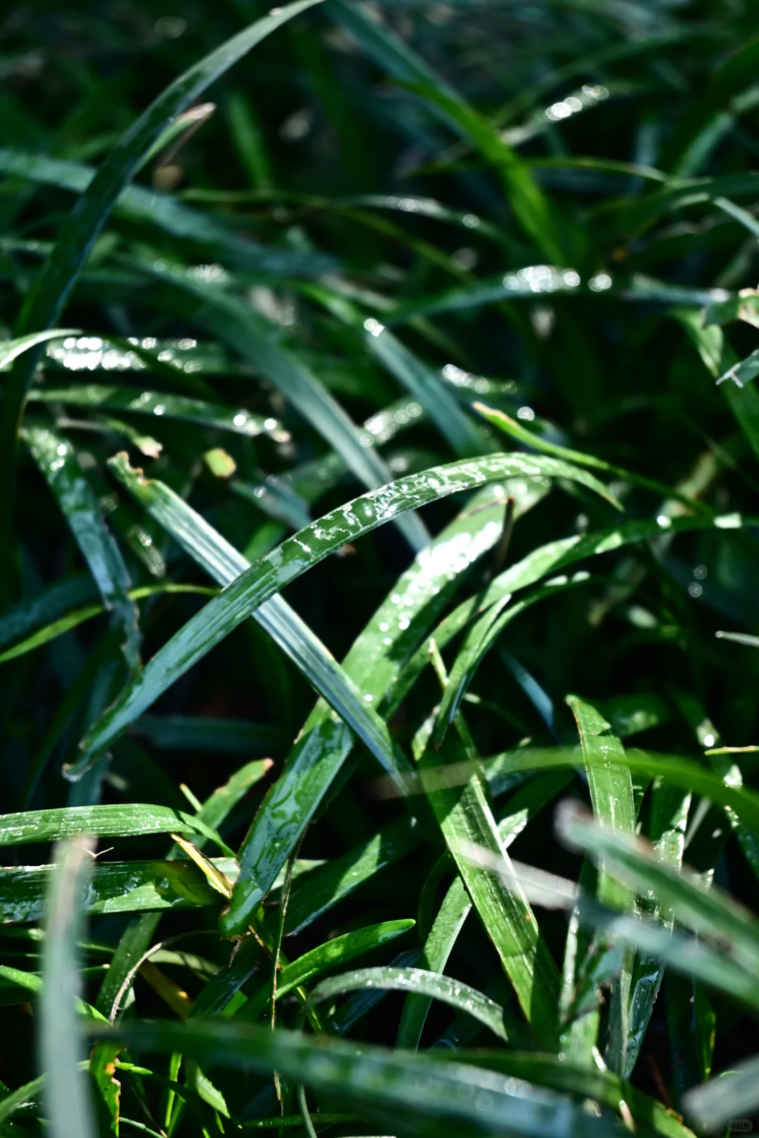 邯郸赵苑 | 初秋风光