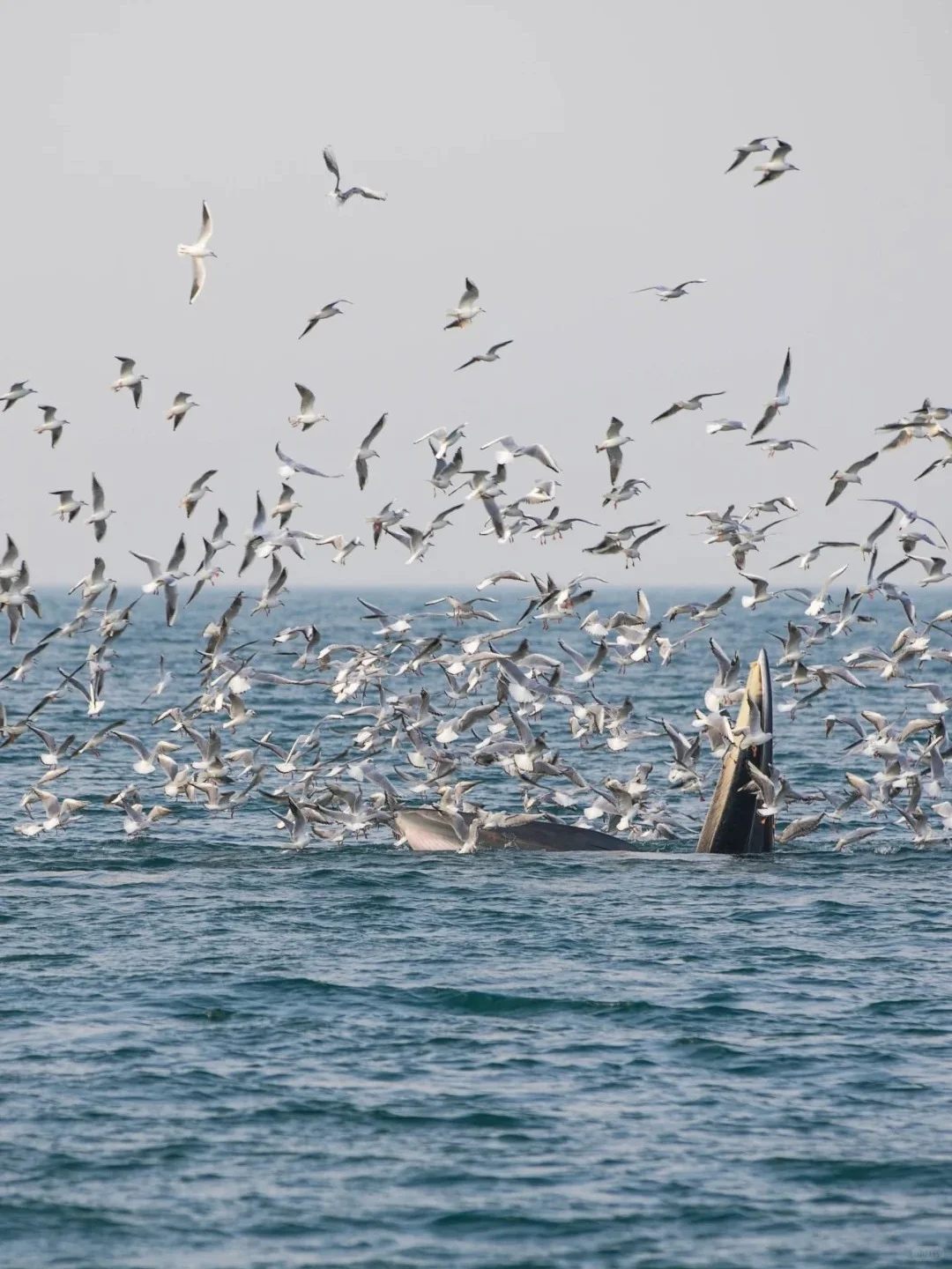涠洲岛保姆级攻略！附赶海时间表