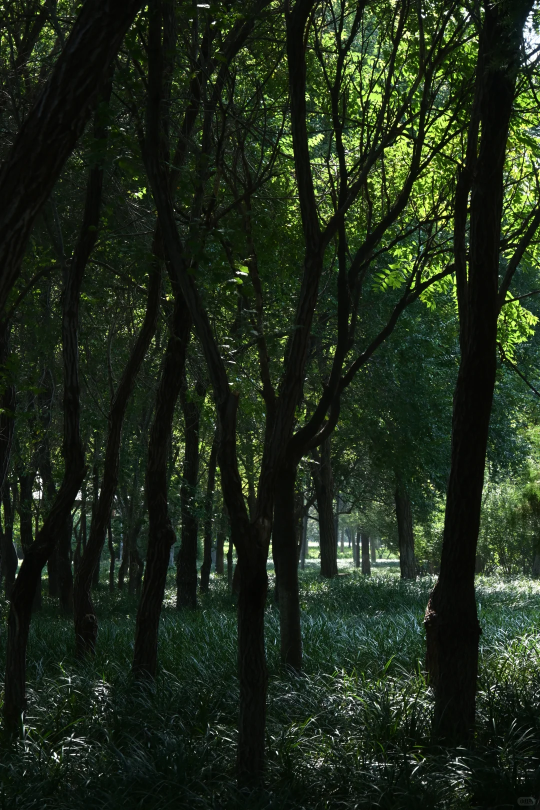 邯郸赵苑 | 初秋风光