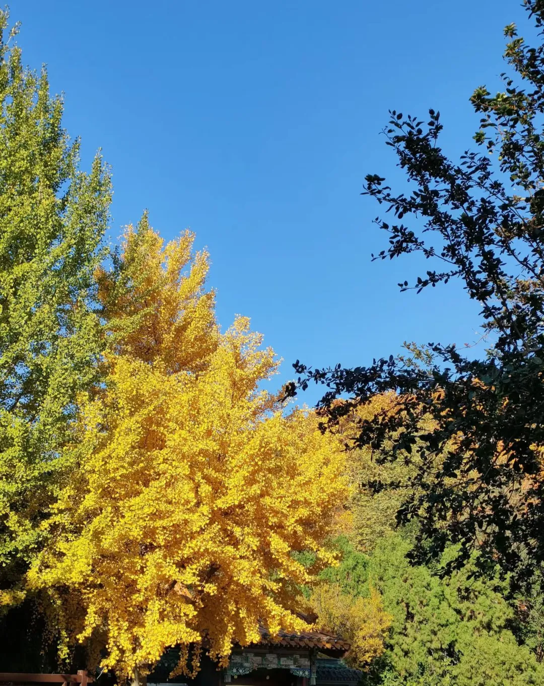 🍂邯郸秋日漫步