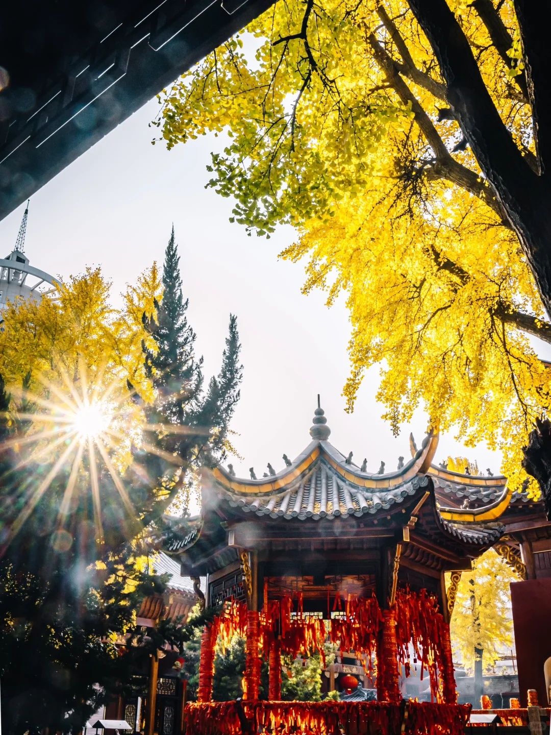 不出合肥，也能拍到很美的银杏景色！