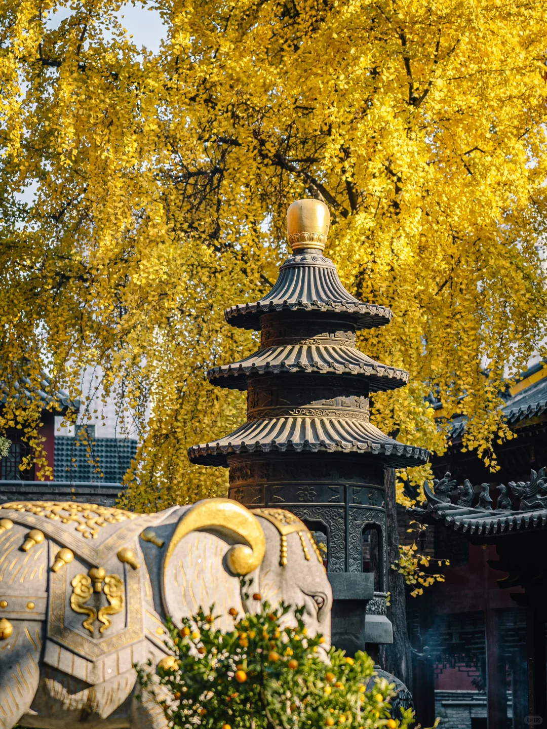 不出合肥，也能拍到很美的银杏景色！