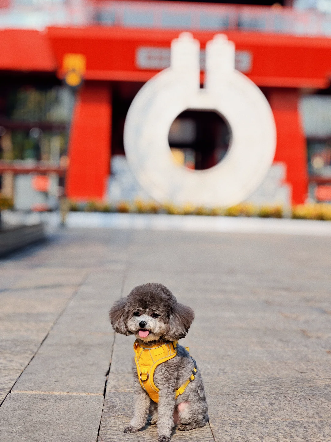 带狗🐶自驾邯郸 | citywalk的一天
