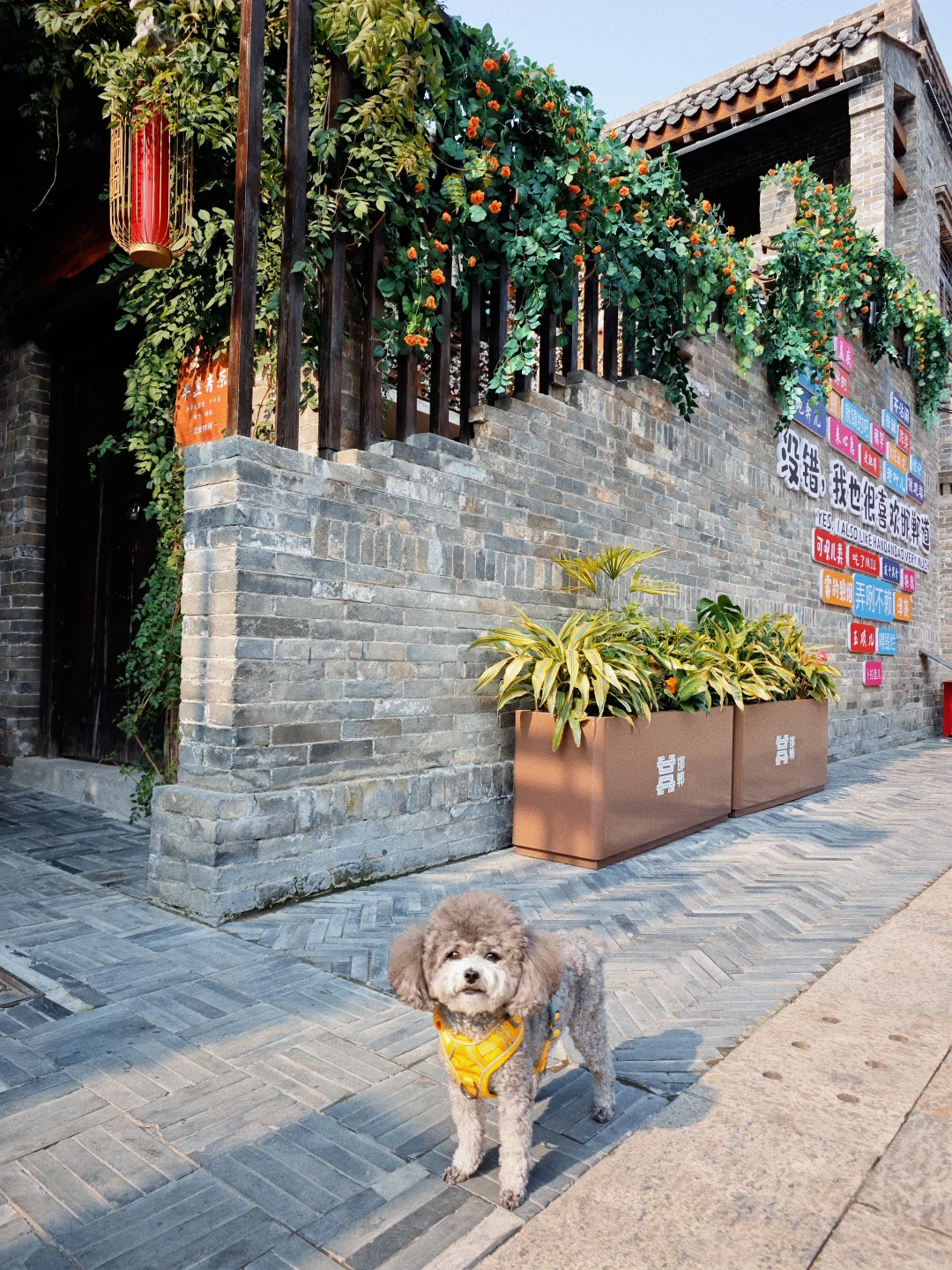 带狗🐶自驾邯郸 | citywalk的一天