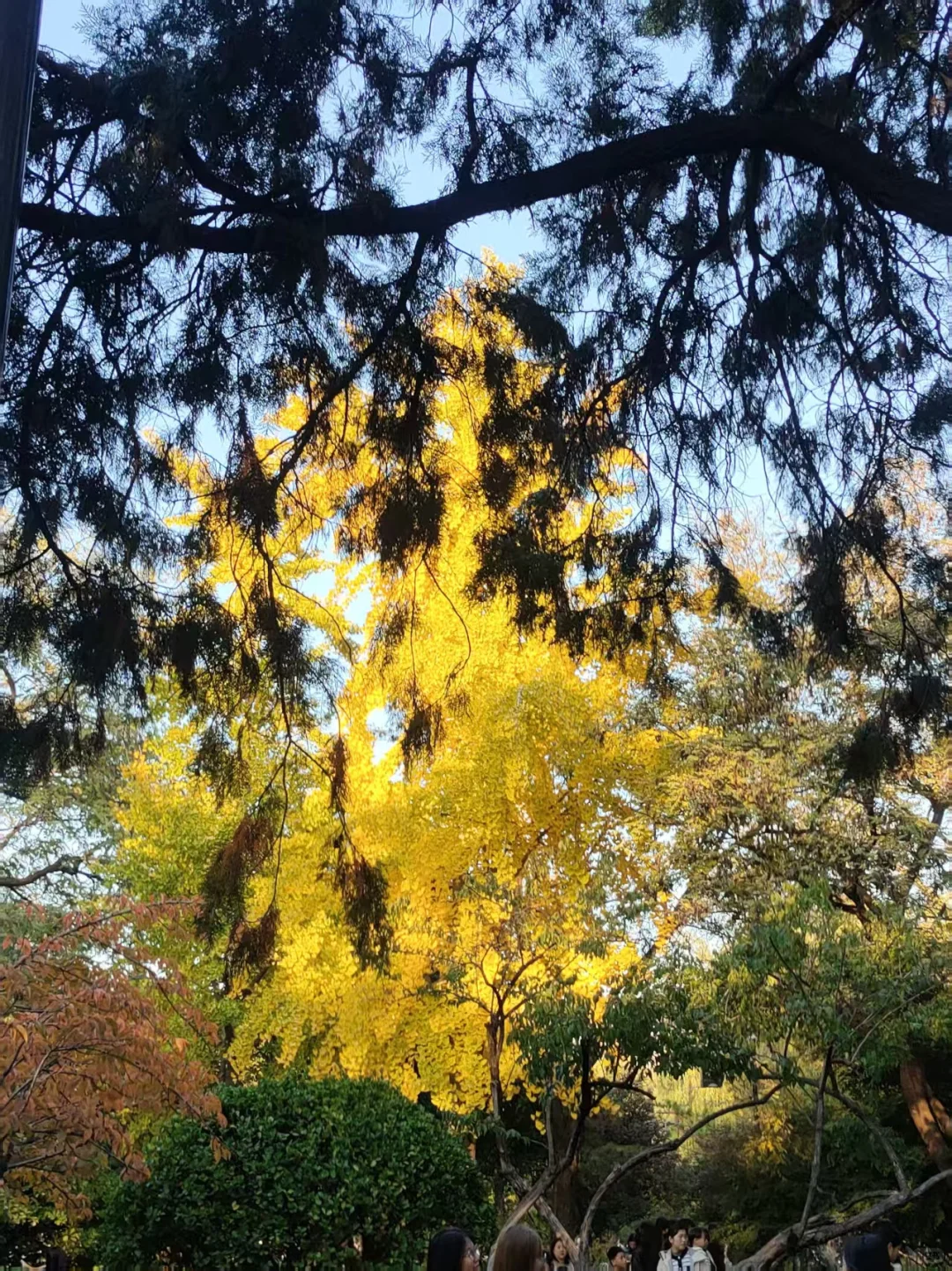 🍂邯郸秋日漫步