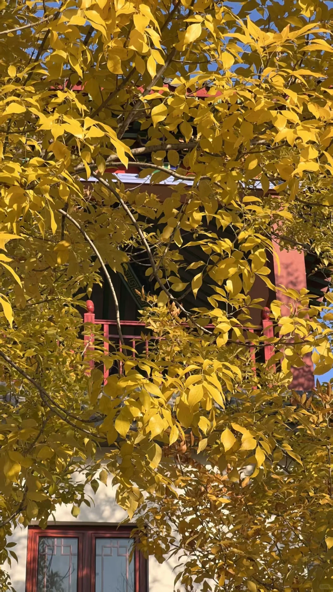 🍂邯郸秋日漫步