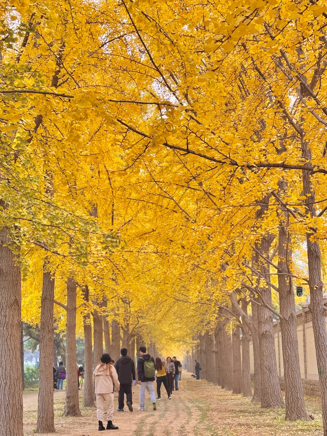 北京的秋还没结束！本周9️⃣个公园赏秋依然美