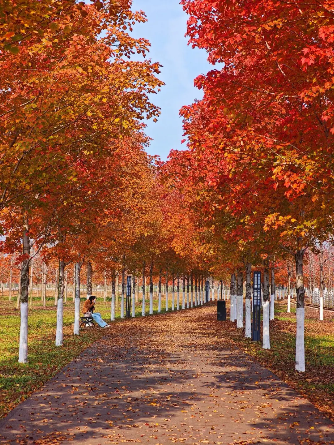 徐州秋天必来的公园坐火车赏枫、露营美翻了