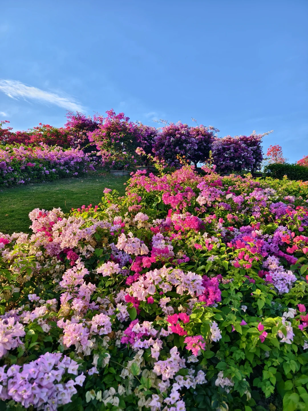 第119站 三亚-三角梅科博园